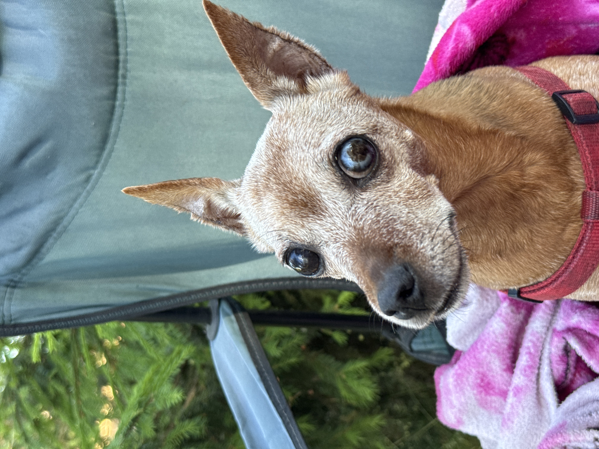 An elderly Miniature Pinscher dog with large, dark eyes and graying fur sits in a green camping chair. The dog is wearing a red harness and is partially covered by a pink and white tie-dye blanket. In the background, evergreen trees are visible, suggesting an outdoor setting, possibly in the city of Zelenaya Roshcha, Russia. The image is a close-up, focusing on the dog's face and upper body.