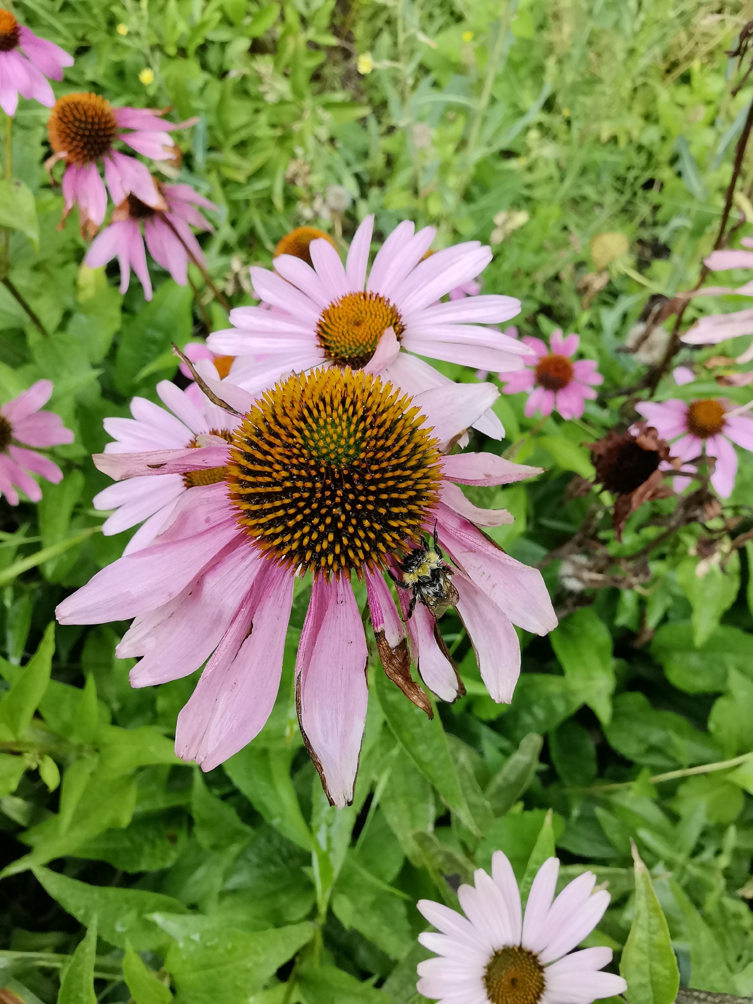 An extreme close-up, slightly low-angle shot captures several coneflowers in a garden. In the foreground, a large pink coneflower with delicate, drooping petals and a spiky, dark brown and orange center is the primary focus. Perched on one of its lower petals is a small, fuzzy bee with black and yellow stripes, its antennae visible. Behind this prominent bloom, other coneflowers are visible, some in full bloom with pink petals and brown centers, while others are beginning to wither and dry. The background is a lush, green blur of leaves and foliage, suggesting a garden setting. The lighting is soft, hinting at an overcast day or the shade of surrounding plants. The location is identified as Unknown, Unknown.