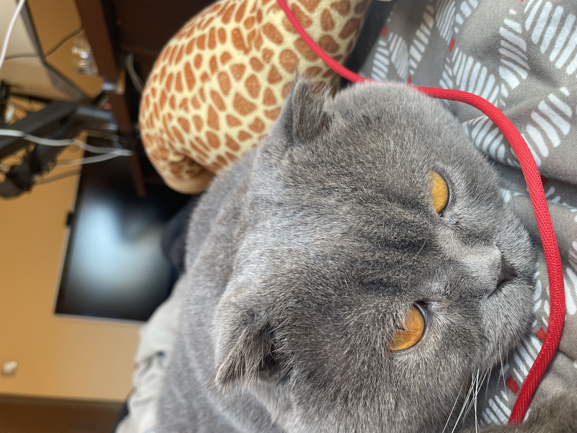 A gray cat with amber eyes is lying down, its head resting on a gray and white patterned surface. A red cord is draped around the cat's head. Behind the cat is a stuffed giraffe toy. In the background, there is a desk with wires and a monitor. The location is Unknown, Unknown.