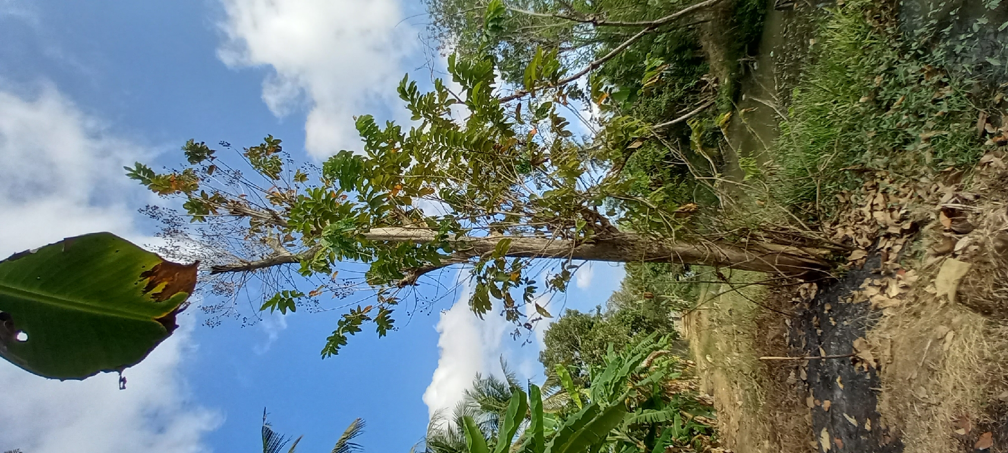The image depicts a natural outdoor scene with a focus on a tall tree in the foreground. The tree has a slender, rough-barked trunk and branches sparsely covered with green and brown leaves, some of which are dry and brown, suggesting a seasonal change or a less healthy state. Part of a large, green banana leaf, with a brown, dry edge, is visible in the upper left corner of the frame, obscuring some of the sky. The sky is a vibrant blue with scattered white clouds.
The tree stands on a patch of dry, brown ground covered with fallen leaves and debris. To the left of the tree, lush green banana plants with broad leaves are visible, and beyond them, a dirt path leads into the distance. To the right of the tree, a body of water, possibly a small river or stream, is present, with green grass and vegetation growing along its banks. The background is filled with a dense canopy of various green trees, creating a natural, rural landscape.
The scene appears to be located in Sidamulya, Indonesia, given the presence of tropical vegetation like banana plants and the general natural environment, characteristic of rural areas in Indonesia. There are no people visible in the image, and the overall atmosphere is one of quiet nature. The lighting suggests it is daytime, with the sun casting shadows and illuminating the scene. The composition is shot from a low angle, looking upwards towards the sky and the tree canopy.