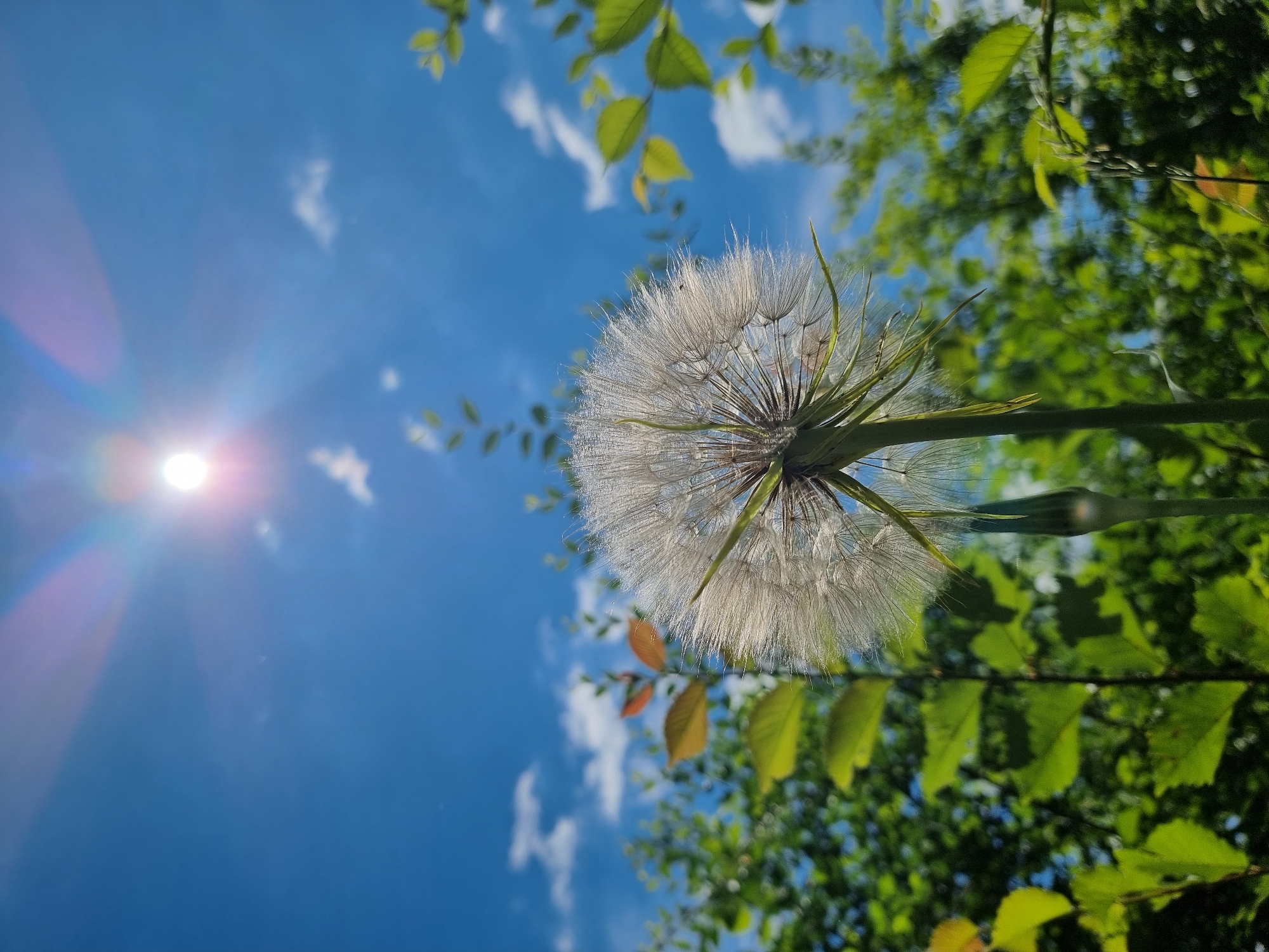 A close-up, low-angle shot captures a large, fluffy white dandelion seed head against a vibrant blue sky on a sunny day. The sun, positioned in the upper center of the frame, is bright and creates a lens flare with rainbow-like hues. Scattered white clouds dot the sky. Green foliage surrounds the dandelion, with some leaves in focus and others blurred, suggesting a natural outdoor setting. The image appears to be taken in Kryvyi Rih, Ukraine, but no specific landmarks are visible. There are no people or animals present in the image.