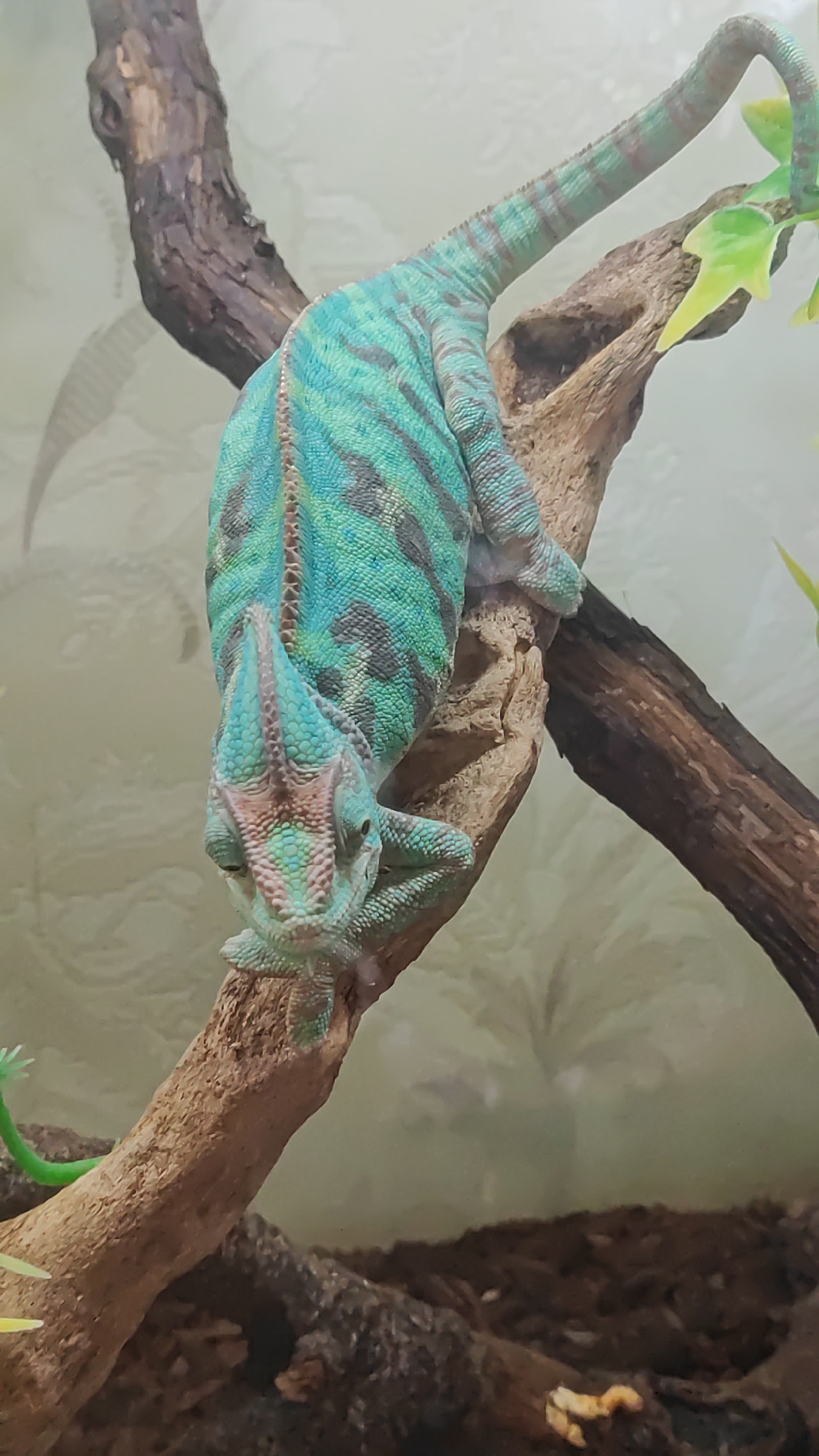 A chameleon with turquoise and dark green stripes is gripping a tree branch, its body positioned head-downward, with its tail curled upwards and to the right. Its head is tilted slightly forward and to the left, and its eyes are looking downwards. The chameleon appears to be in an enclosure, with a textured, light-colored background and a substrate of dark brown material on the ground below the branch. There are a few green artificial leaves visible near the top right of the frame, and a bright green artificial vine is partially visible on the left. The scene is indoors, but there is no information available to pinpoint its exact location within the city of Sochi, Russia, or to ascertain if it is in a zoo, a private residence, or another type of facility.