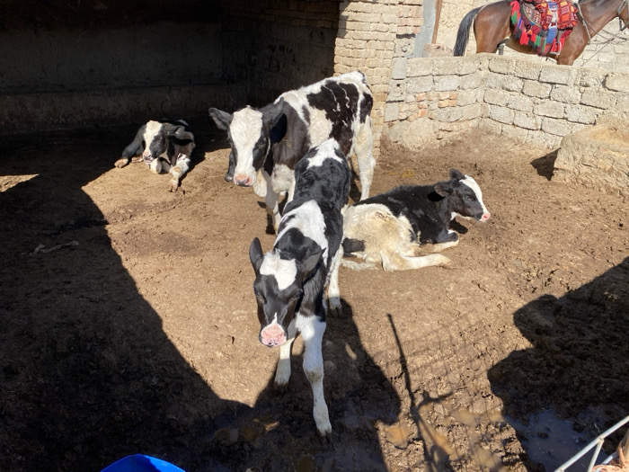 This image depicts an outdoor animal enclosure within the city of Kandahar, Afghanistan. The ground is a mixture of damp, dark brown earth and mud, showing signs of hooves and small puddles, particularly in the foreground and mid-ground. Strong sunlight illuminates the scene from the right, casting distinct shadows across the left side of the enclosure.
Four young Holstein-Friesian calves, characterized by their black and white markings, are present.
1. In the shaded background on the far left, a calf lies prone, facing right, with its head resting on the ground.
2. In the mid-ground, a calf stands, partially facing the viewer, exhibiting white markings on its face and a predominantly black body with white patches.
3. To the right of the standing calf, another calf lies curled on the muddy ground, facing left, with a black head and a predominantly cream-colored body with black patches.
4. Prominently in the foreground, a fourth calf stands and faces the viewer directly. It has a mostly white face with black markings around its eyes and ears, and a black and white patterned body. Its pink muzzle is clearly visible.
In the upper right background, partially obscured by a low, rough stone or mud-brick wall, the hindquarters and mid-section of a brown horse are visible. The horse wears a colorful, embroidered saddle blanket over its back. The background features more traditional mud-brick or rough stone structures, suggesting an agricultural or stable yard setting. A blue plastic bucket is partially visible in the bottom left corner of the frame. No human figures are present.