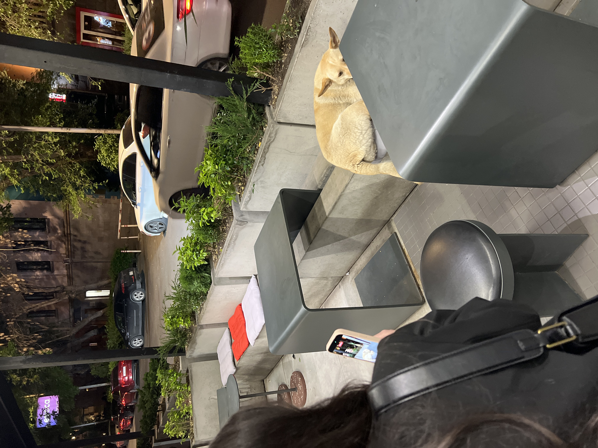 The photo shows a woman taking a picture of a dog hiding under a gray bench. The scene is an outdoor seating area with gray benches, chairs, and planters filled with greenery. Several cars are parked along the street, including white, blue, black, and red vehicles.
In the distance, signs and lights suggest an urban setting. Based on context clues, the location is Yerevan, Armenia.