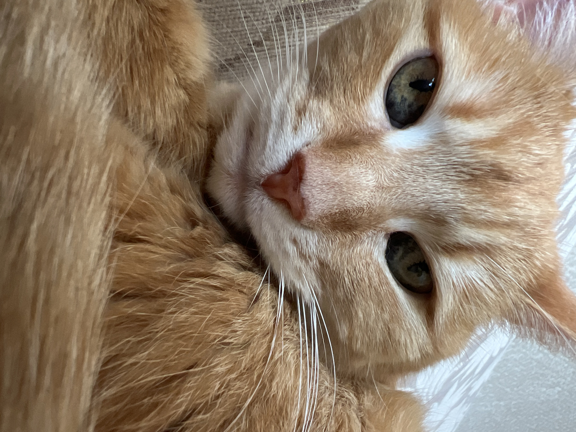 A close-up, eye-level, full-frame, vertical shot shows an orange tabby cat's face. The cat is facing forward, with its eyes open and looking slightly to the left. Its fur is a mix of orange and white stripes. The cat's nose is pink and its whiskers are white. The background is a soft, out-of-focus pattern of light and dark colors, possibly a blanket or upholstery. The image is well-lit and sharp, with good detail in the cat's fur and eyes.