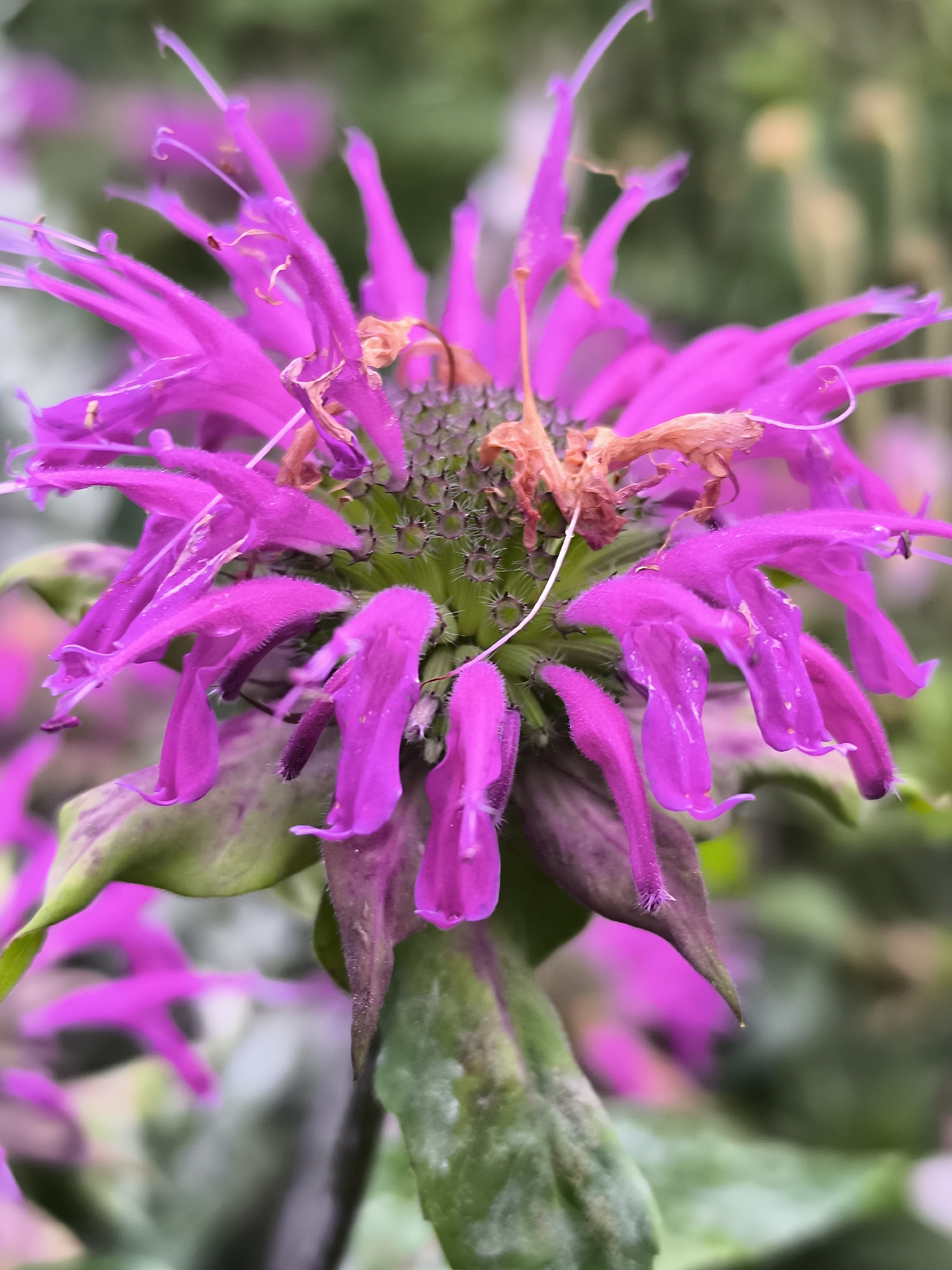 A close-up, macro photograph captures a vibrant pink Bee Balm flower in bloom. The flower's tubular petals, each tipped with a delicate, wispy extension, radiate outwards from a central, spiky green stigma. Some of the petals show signs of wilting, with dried, orange-brown remnants at their tips. The lower parts of the flower display green, leaf-like structures, some of which have a purplish hue and appear slightly dusty or covered in a fine powder. The background is a soft blur of greens and whites, suggesting a natural outdoor environment. This image does not contain any information that would allow for its specific location within Klaipėda, Lithuania, nor does it depict any people, actions, or interactions.