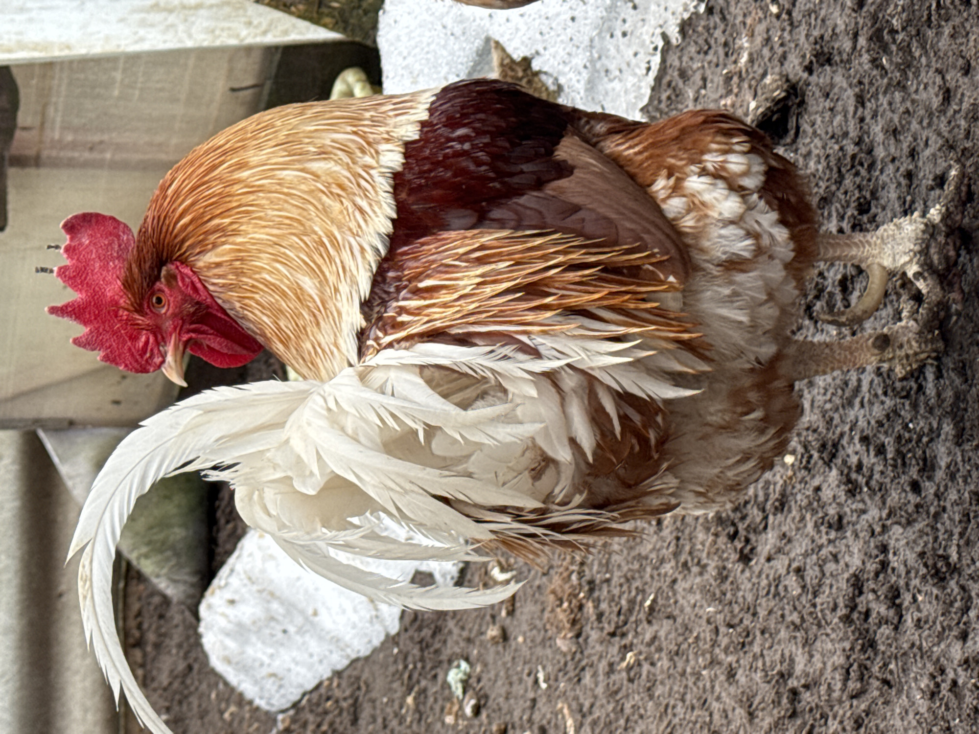 A close-up, high-angle shot shows a rooster standing on what appears to be dark, tilled soil. The rooster has a red comb and wattle, with golden-brown feathers on its head and neck. Its back and sides are a mix of brown, white, and golden-brown feathers. Its tail feathers are long and primarily white. The background includes fragmented concrete and what appears to be a metallic structure, partially obscured. The image was taken in Chaikovsky, Russia.