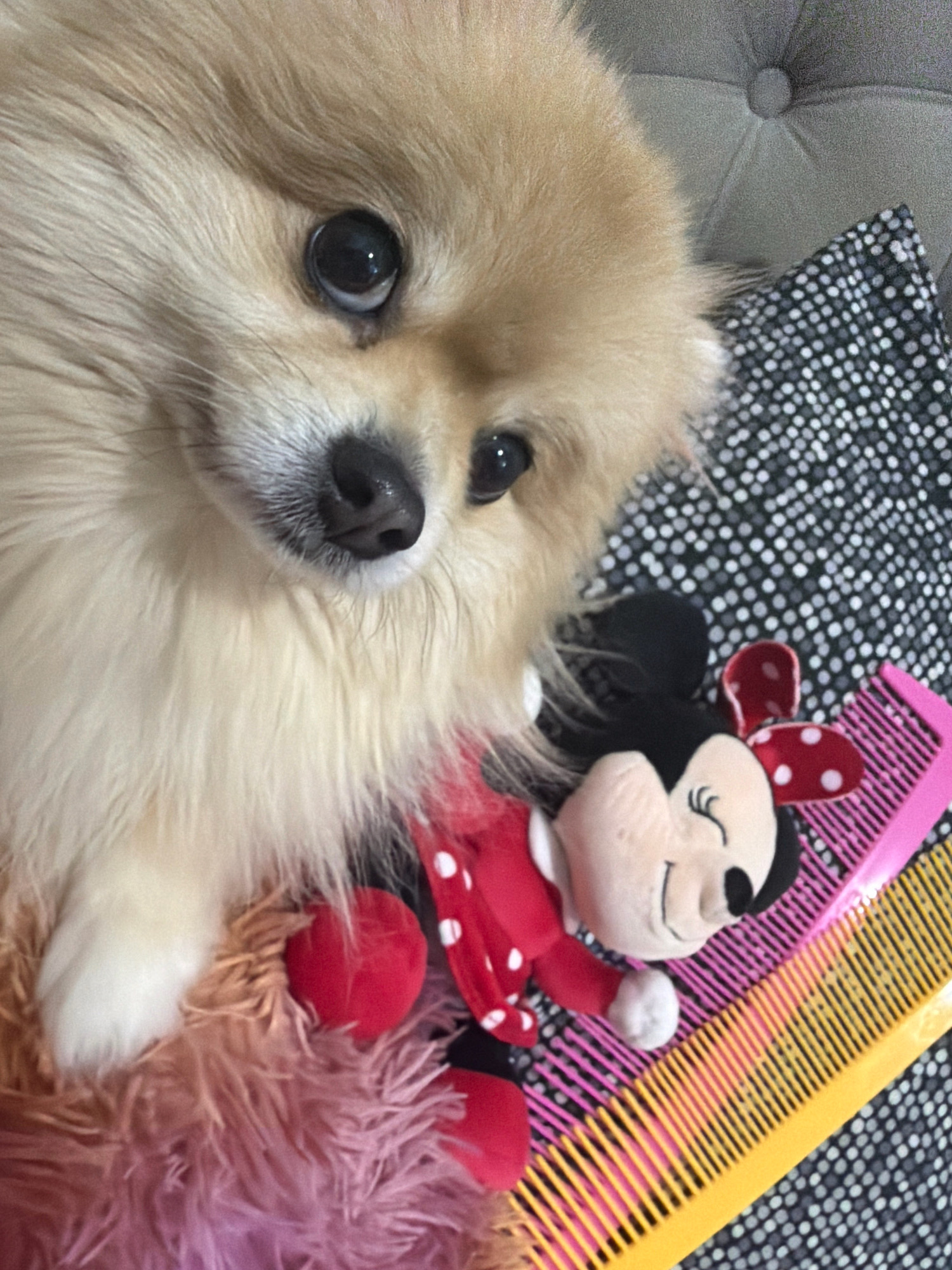 An overhead close-up shot features a Pomeranian dog with light brown fur and large dark eyes. The dog's head is tilted, and its nose is visible. To the right of the dog, a plush toy resembling Minnie Mouse in a red polka-dot dress lies on its side. Behind the toy, two plastic combs are positioned: a pink comb on top and a yellow comb beneath it. The background consists of a black and white speckled fabric. The scene appears to be indoors, possibly on a bed or couch, with a gray tufted surface visible in the upper left corner. There is no identifiable location in the city of Tbilisi, Georgia.