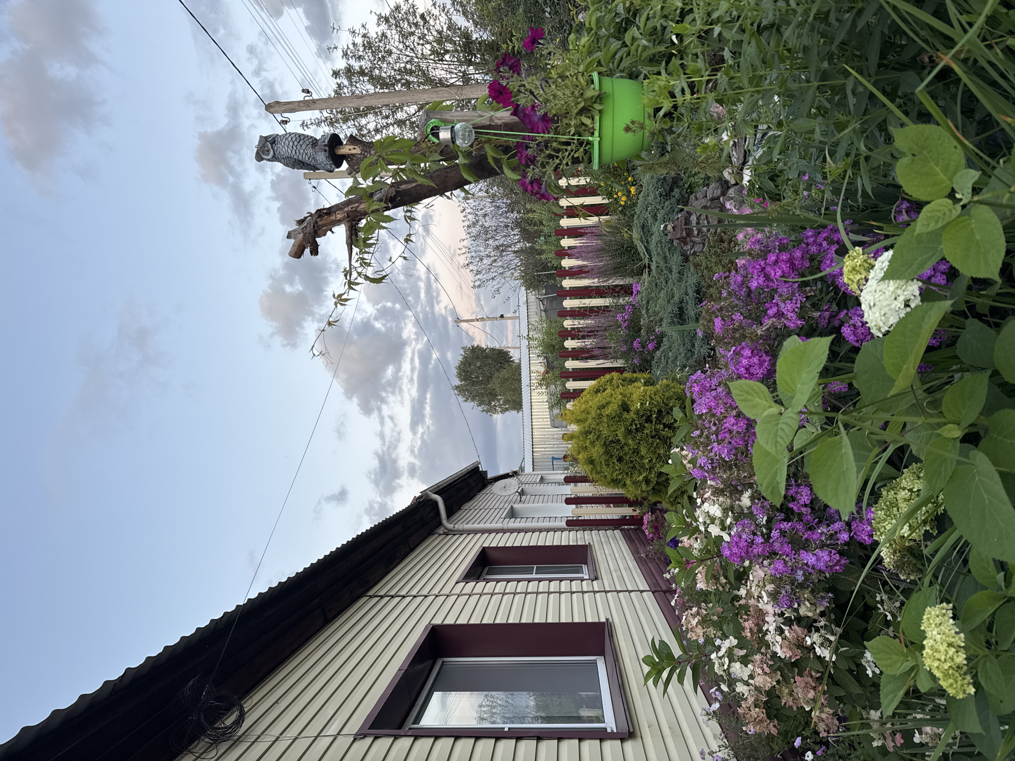 The image depicts the exterior of a single-story house with beige siding and a dark, corrugated metal roof. The house has at least two windows with dark red trim. In front of the house, a lush garden is in bloom, featuring a variety of colorful flowers, including purple phlox and white and pink hydrangeas. A small, conical evergreen shrub is also visible. A red and white picket fence runs along the edge of the garden. In the background, there is a dead tree stump adorned with a decorative owl figurine. A green hanging planter with purple flowers is suspended from a branch of the tree. Electrical wires and poles are present in the background, suggesting proximity to a utility infrastructure. The sky is overcast with scattered clouds. The scene appears to be a residential backyard in Prokopyevsk, Russia, characterized by a home and its surrounding garden.