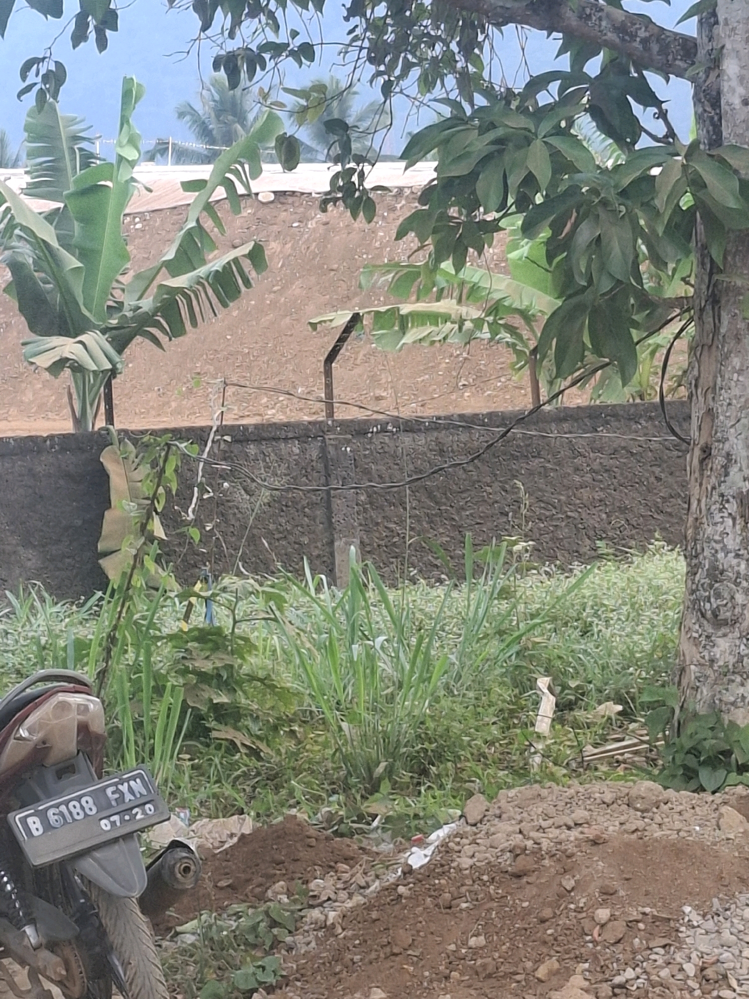 The image depicts an outdoor scene near a wall in Kutasirna, Indonesia. In the foreground, the rear of a motorcycle with a license plate "B 6188 FXN" is visible, partially obscured by soil and rocks. Beyond the motorcycle, tall green grass and other vegetation grow densely. A concrete wall runs horizontally across the midground, topped with a barbed wire fence. Behind the wall, banana trees are prominent, with large green leaves. In the background, there are indications of buildings with reddish-brown roofing and palm trees against a pale blue sky. A large tree trunk stands on the right side of the image. The environment appears to be overgrown and somewhat untended.
