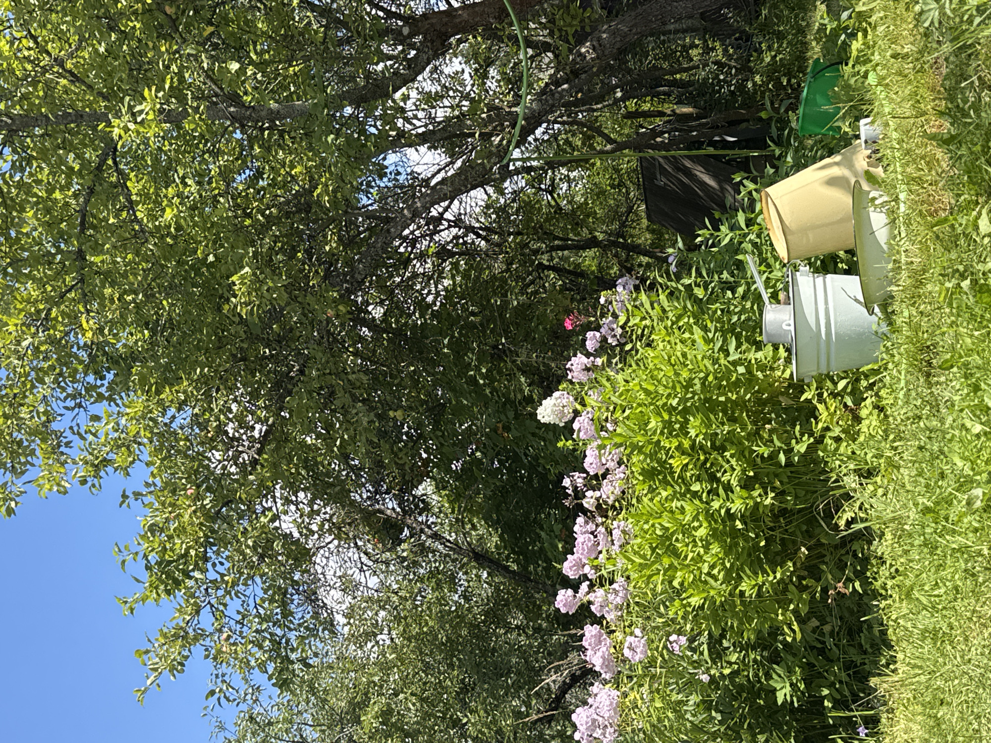 This image captures a sun-drenched, outdoor scene in the city of Krasnaya Presnya SNT, Russia. The foreground is dominated by lush green grass, with a variety of garden items scattered across it. These include a light blue bucket, a large pale yellow bucket tipped on its side, a green bucket, and a shallow white basin. Behind these objects, a dense patch of tall green foliage is punctuated by clusters of delicate pink and white flowers, with a single vibrant pink flower standing out.
The middle ground features the mature trunks and branches of trees, their leaves creating a dappled canopy overhead. Sunlight filters through the foliage, illuminating parts of the scene. A dark, angled structure, possibly a small shed or shelter, is partially visible nestled among the trees in the background. The sky above is a clear, bright blue. The overall impression is one of a tranquil, slightly overgrown garden on a warm, sunny day.