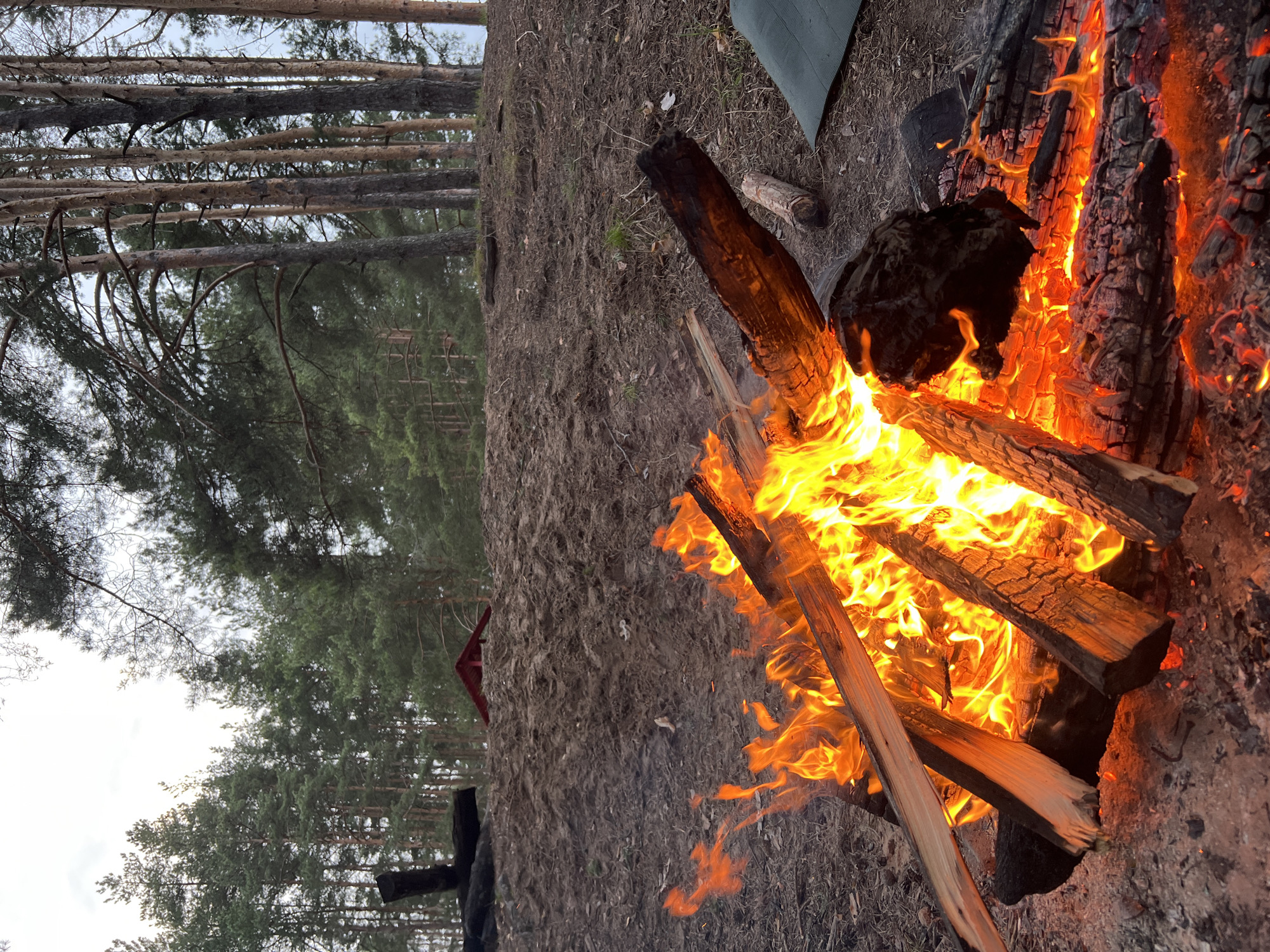 The image displays a vibrant bonfire burning in a forest setting. Large logs and pieces of wood are consumed by bright orange and yellow flames, illuminating the immediate area. The fire is situated directly on the forest floor, which is made up of dirt and natural debris. In the background, numerous tall pine trees with dark green needles stand tall, their trunks forming a dense wall extending towards a bright, overcast sky.

To the left of the bonfire, the forest ground is visible, and a dark green tarp is partially unfolded on the ground further back. A small, red, peaked structure, possibly a tent or part of a shelter, is faintly visible nestled among the distant trees. The scene suggests a camping trip or an outdoor gathering. The time of day appears to be late afternoon or early evening, as the fire is a prominent source of light. No people are visible, and there is no discernible text in the image. The location context for this forest scene is Gridino, Russia.