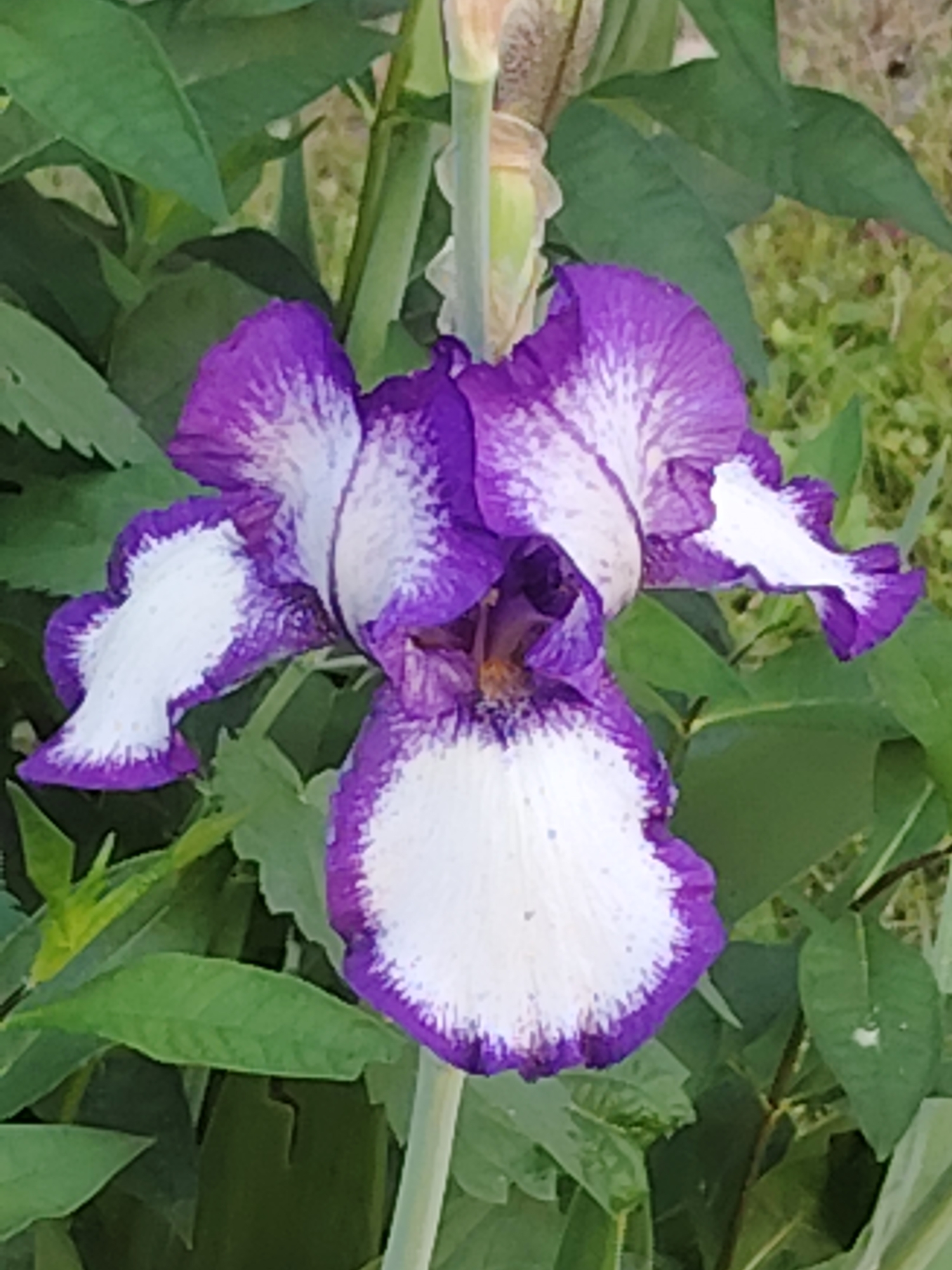 A close-up, eye-level, full shot captures a vibrant, purple and white bearded iris in bloom, centrally positioned against a backdrop of lush green foliage and a blurred, grassy background. The iris displays its characteristic ruffled petals, predominantly white with striking purple edges and veining. The flower's stamen, a cluster of yellow-brown filaments, is visible at its center. The surrounding leaves are a deep green, some slightly out of focus, creating a natural garden setting. The lighting appears to be natural daylight, casting soft shadows and highlighting the textures of the petals and leaves. The image quality is adequate, with good detail and color saturation.