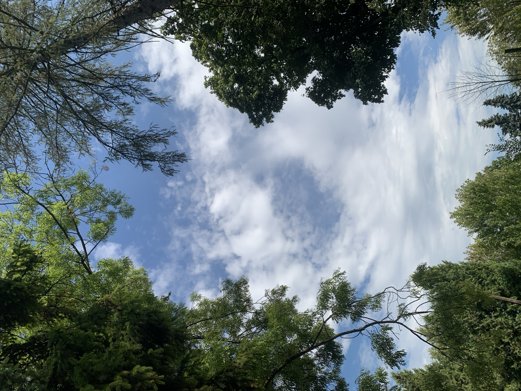 The image shows a view looking up through the canopy of trees towards a partly cloudy blue sky. The trees are a mix of deciduous and coniferous varieties, with lush green foliage. The sky is a vibrant blue with scattered white cumulus clouds. The scene appears to be an outdoor park or natural area, common in a city like Lviv, Ukraine, known for its many green spaces and historical architecture, though no specific landmarks are visible. The lighting suggests it is daytime, likely late morning or early afternoon. There are no people or animals visible in the frame.