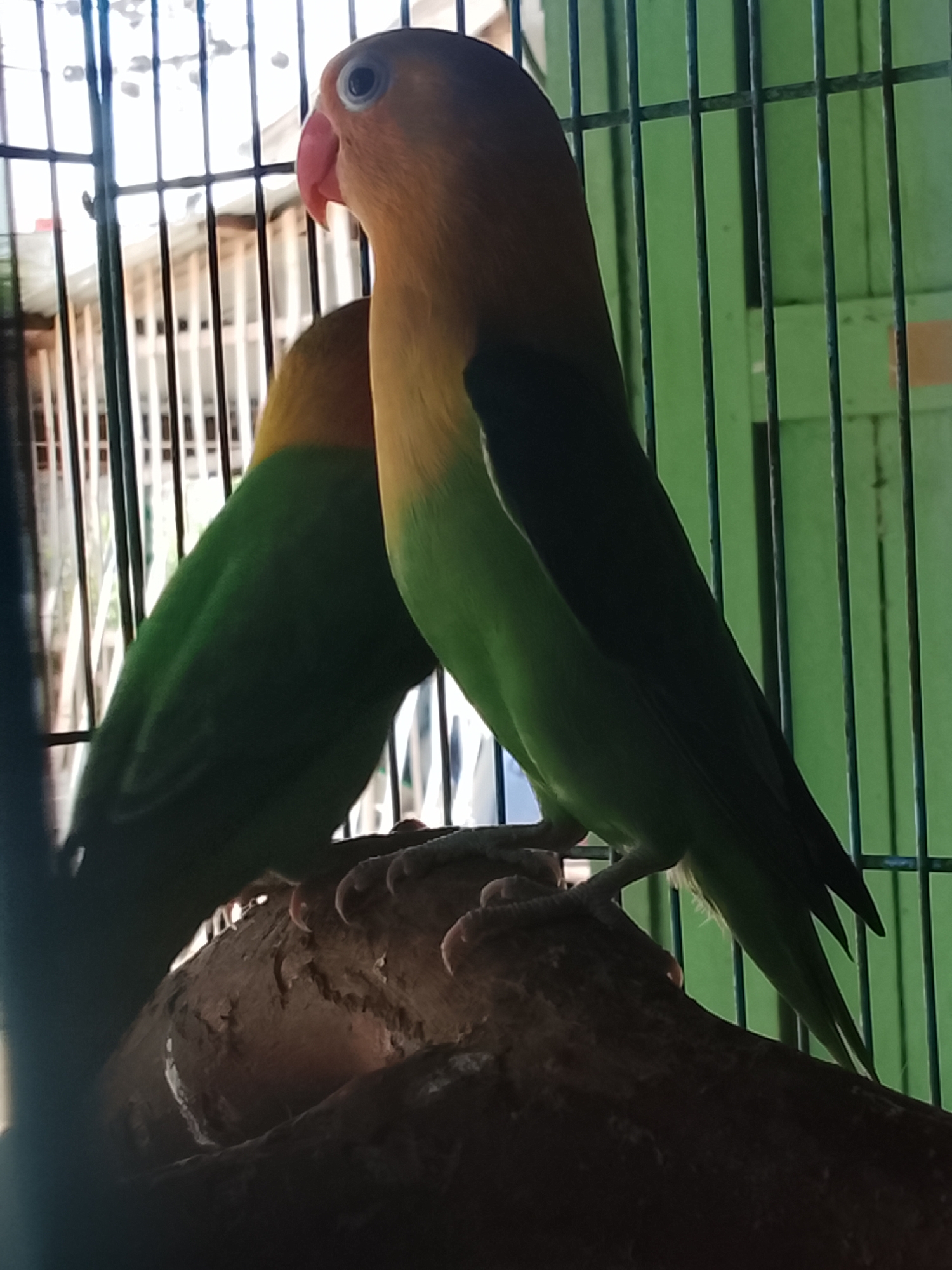 In Kuta Trieng, Indonesia, two lovebirds are perched on a branch inside a cage. The bird in the foreground, facing left, has a peach-colored head and neck, a pink beak, and a green body. The second bird, partially visible behind the first, also appears to be green. The cage bars and a green wall are visible in the background. The lighting is dim, with some light filtering through the cage from the left.