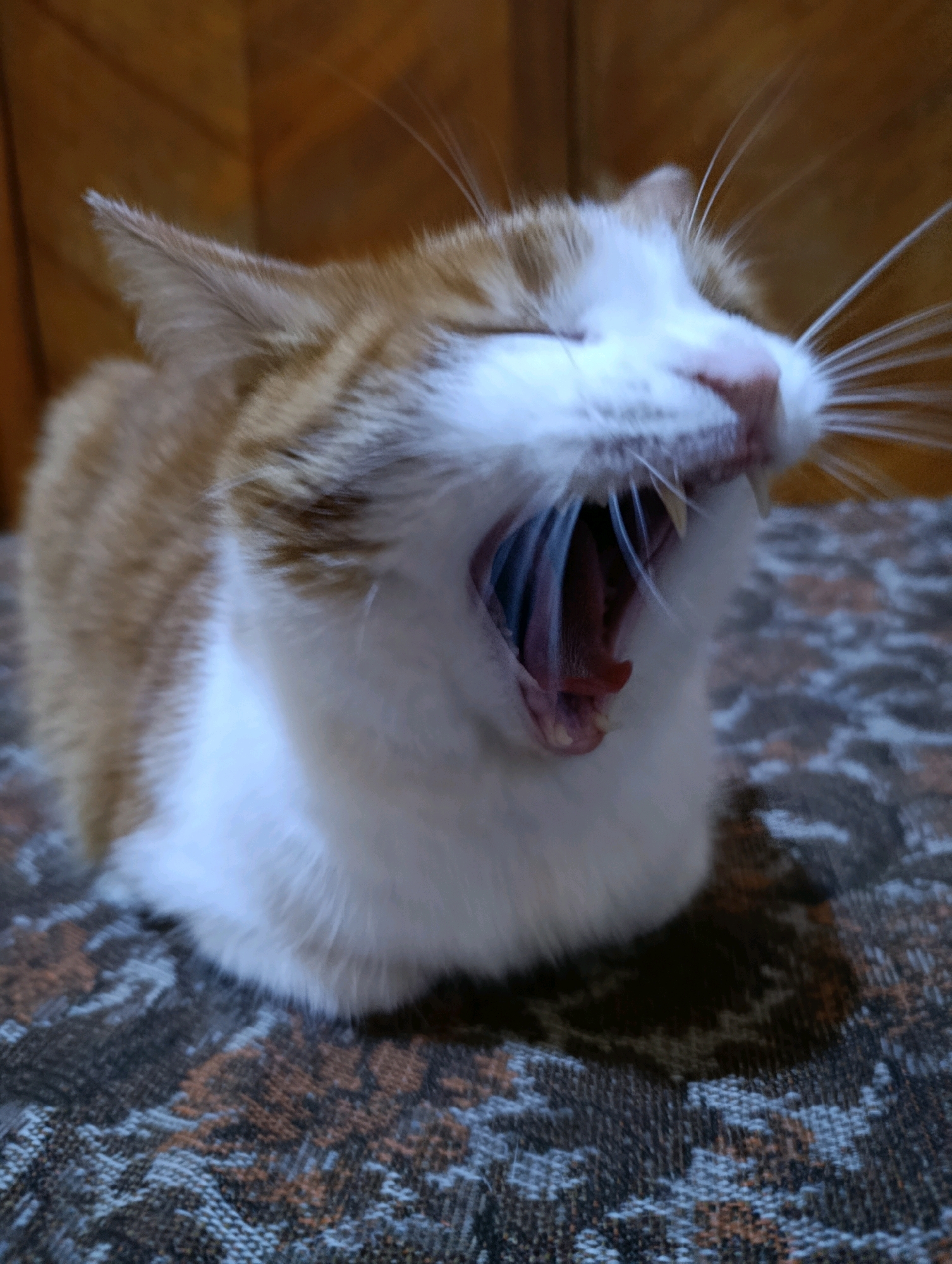 A close-up shot captures an orange and white cat mid-yawn, its mouth wide open revealing its pink tongue and sharp teeth. The cat is positioned on a textured, patterned surface, possibly a couch or chair, with a wooden surface visible in the blurred background. The lighting appears to be natural or soft artificial light, casting subtle shadows. There are no discernible features indicating a specific location in Cherkasy, Ukraine.