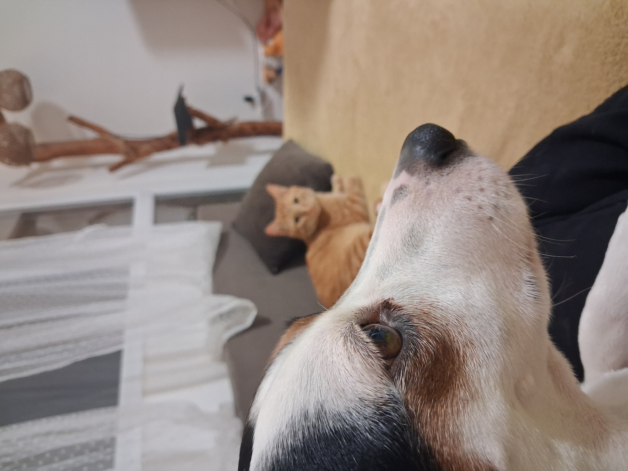A close-up, indoor image captures a dog's head, specifically the area around the eye and snout, on the right side of the frame. The dog has a white and brown coat with a black nose. Behind the dog, slightly out of focus, is an orange cat lying on a gray pillow. Further in the background, there is a white wall, a branch-like object with a black tag attached, and an indistinct beige background. The image does not contain enough information to determine a specific location within Varna, Bulgaria.