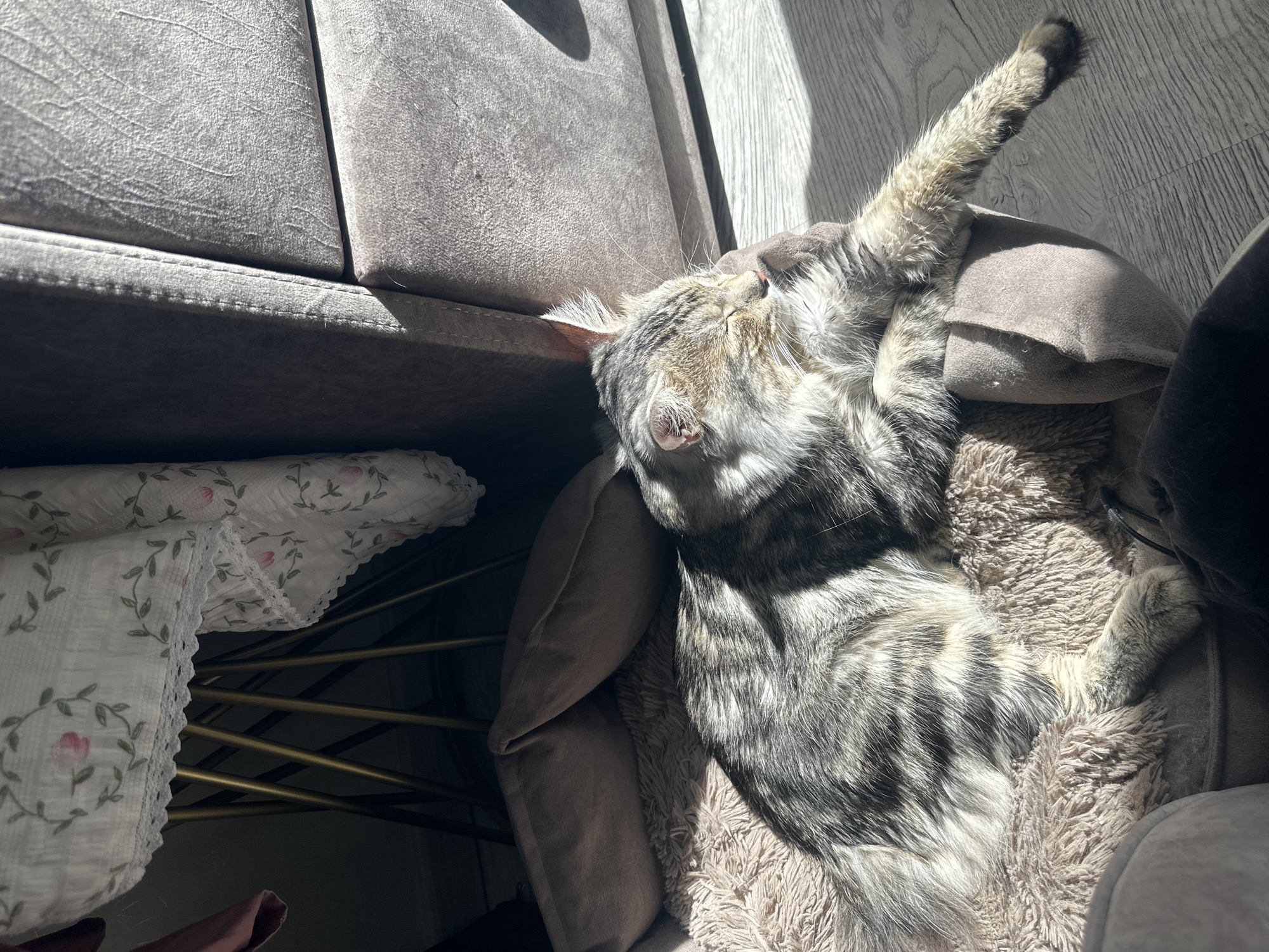 A long-haired cat with grey and white fur is sleeping on a fluffy brown pet bed. The cat is positioned on its side with its eyes closed, its head resting on a brown pillow. Sunlight streams in from the right, casting a shadow on the cat and the surrounding area. In the background, there is a grey couch and a table covered with a white cloth featuring a floral pattern. The floor appears to be light-colored wood. The scene is indoors, likely in a domestic setting.