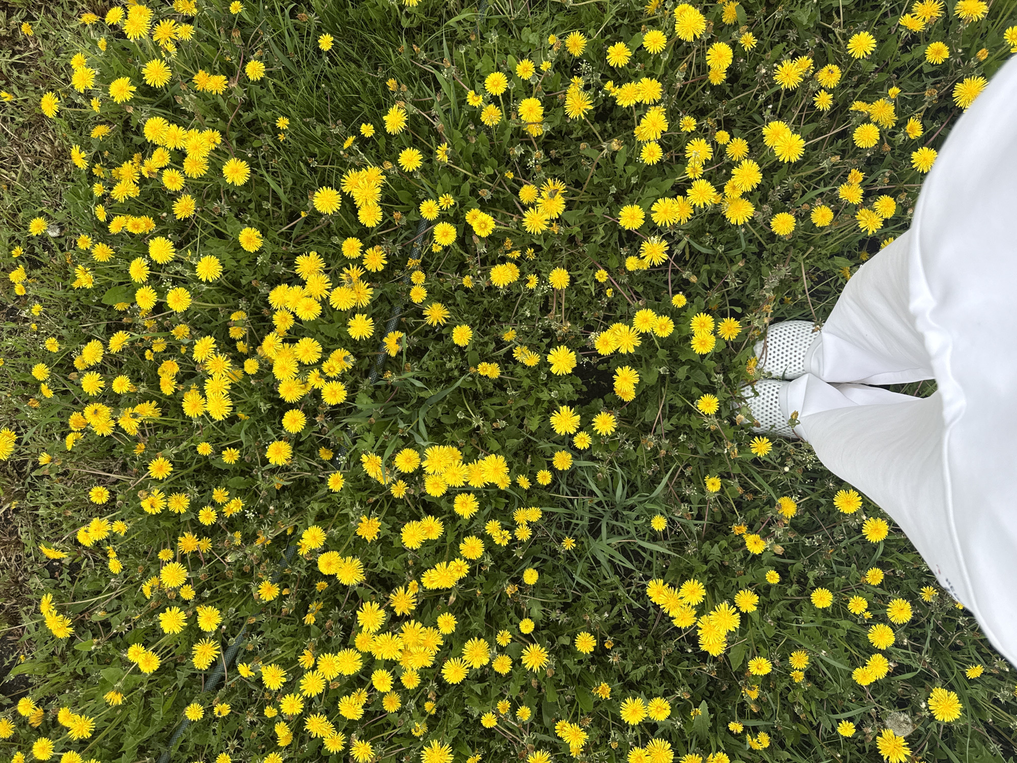 The image shows a ground-level, high-angle view of a field of dandelions with a patch of someone standing in the corner. The flowers are mostly in full bloom, with bright yellow heads scattered densely amidst green grass. A pair of white trousers and light-colored shoes are visible in the lower right corner. The location is Ленино, Russia cannot be confirmed as there are no unique identifiers in the photo.