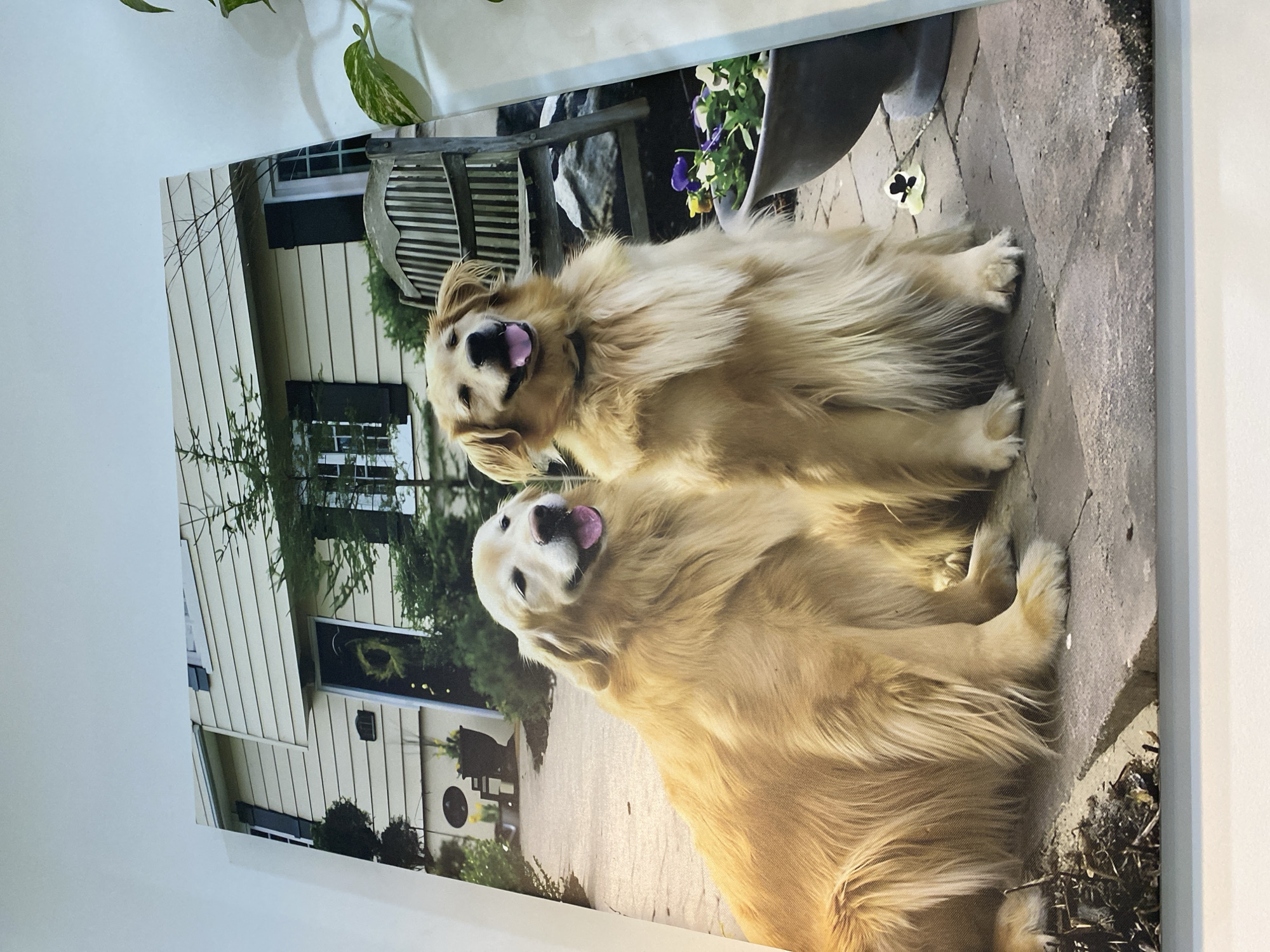 The image shows two golden retrievers sitting on a paved patio in front of a house. The dog on the left is slightly closer to the viewer and is looking towards the camera with its tongue out. The dog on the right is sitting upright with its mouth open and appearing to smile. Behind the dogs is a light-colored house with dark shutters on the windows. There is a wooden bench to the right of the dogs and a large pot of flowers in the foreground. The scene is outdoors and appears to be a residential setting.