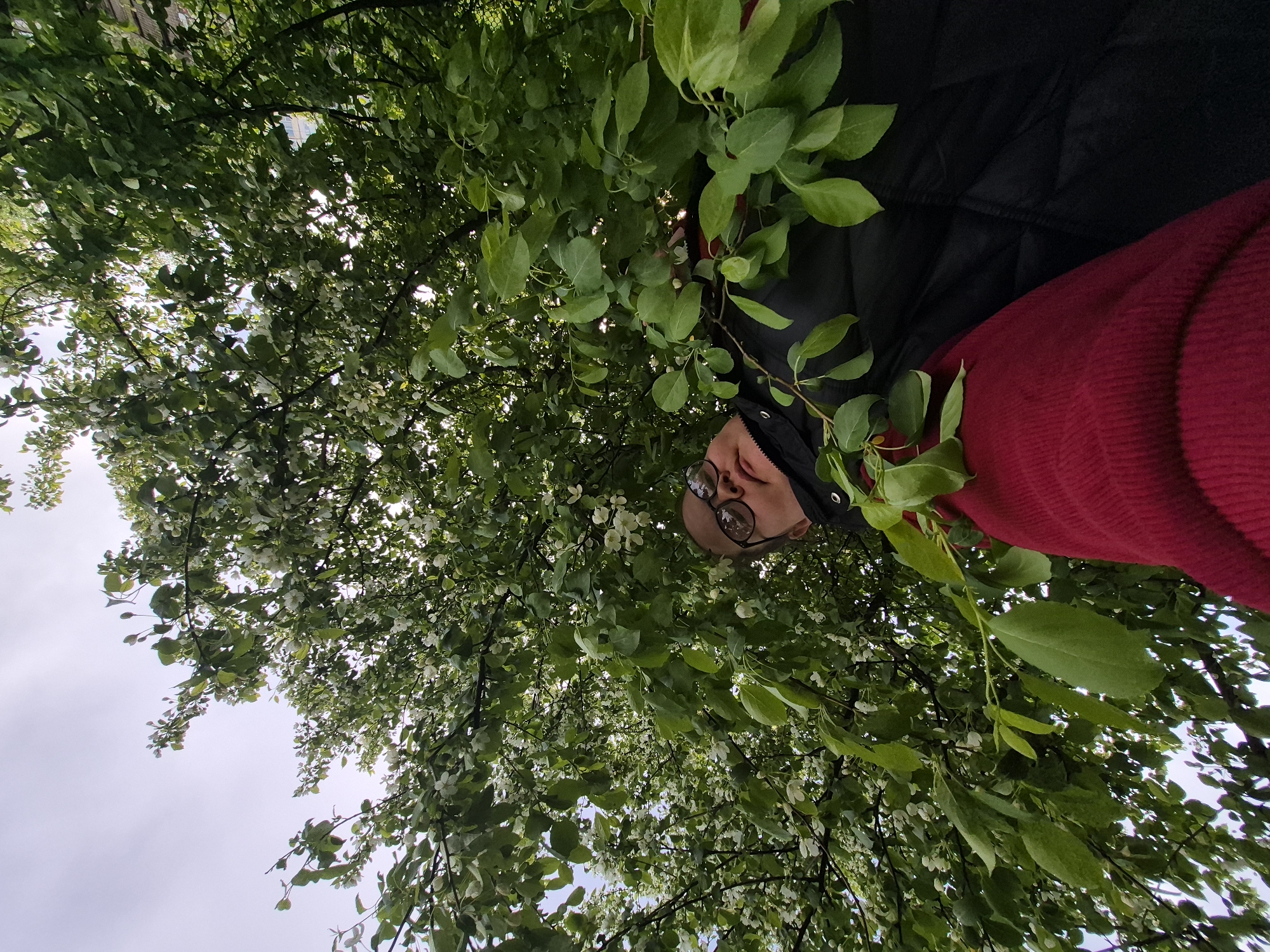 The photograph depicts a low-angle view looking up into a tree with dense foliage and small white flowers. The branches and leaves fill most of the frame. A person wearing glasses, a black jacket, and a red garment is partially visible at the top of the image, positioned amongst the branches. The location appears to be an outdoor setting, possibly a park or garden. The sky is visible in small patches through the tree canopy. The image is taken from a ground-level perspective.