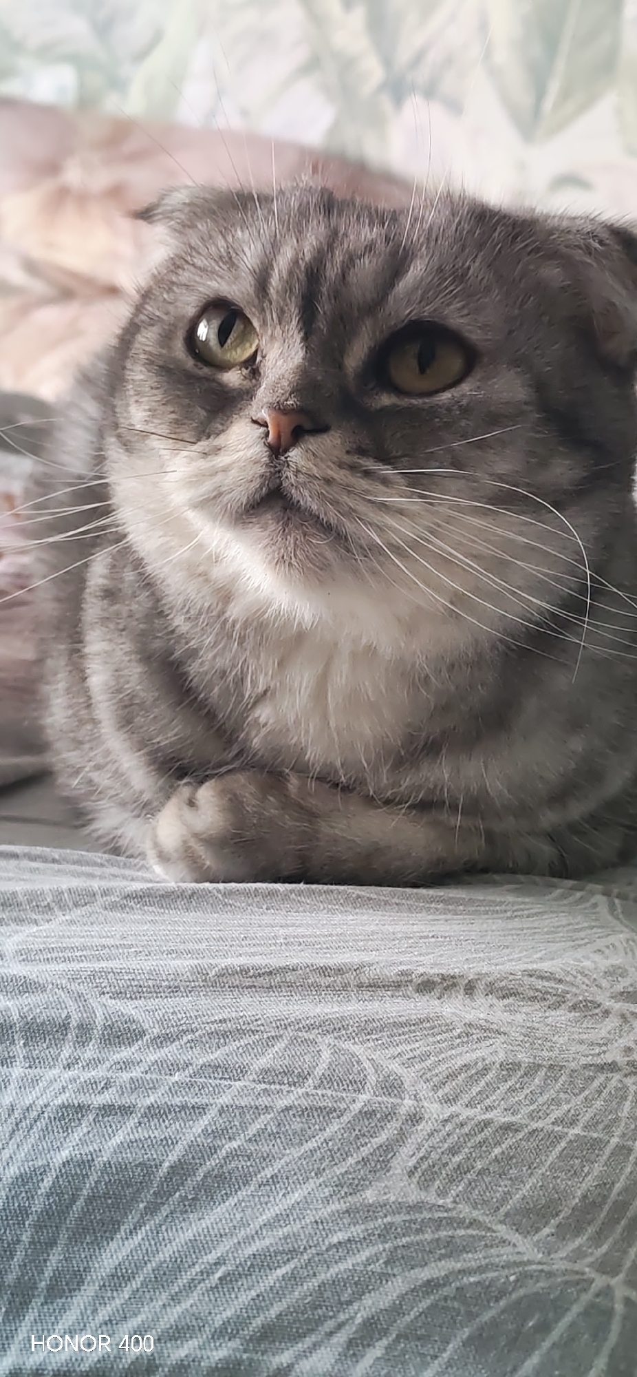 This image, captured in the city of Noviy, Russia, presents a close-up of a domestic Scottish Fold cat resting indoors. The cat exhibits a grey tabby pattern with darker stripes and a white chest. Its characteristic folded ears are visible, alongside large, yellowish-green eyes with narrow vertical pupils and a pink nose. Prominent white whiskers extend from its muzzle. The cat is positioned in a loaf posture, front paws tucked beneath its body, head slightly elevated and turned to the viewer's right, maintaining an alert gaze. It rests on a light grey fabric surface, likely a bedsheet, patterned with subtle lighter-toned abstract or botanical motifs. The background is softly blurred, indicating an interior setting with diffused lighting. The text "HONOR 400" is imprinted in the lower-left corner of the frame.