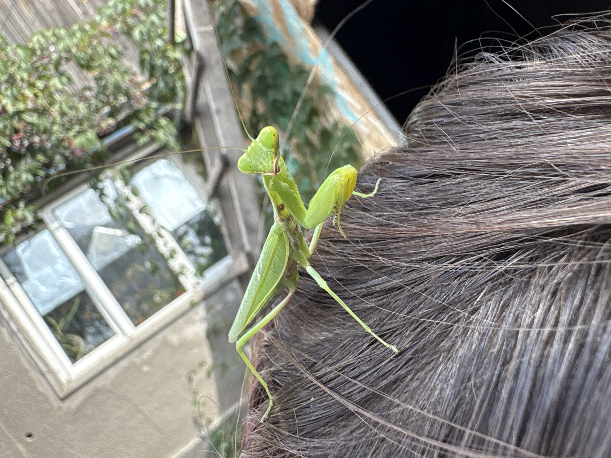 A praying mantis is perched on a person's dark brown hair, with its body angled to the right and its forelegs extended. The mantis is bright green with delicate antennae. The background is out of focus, but appears to be a building with a window and greenery. No specific location in Almaty, Kazakhstan is identifiable from the image.