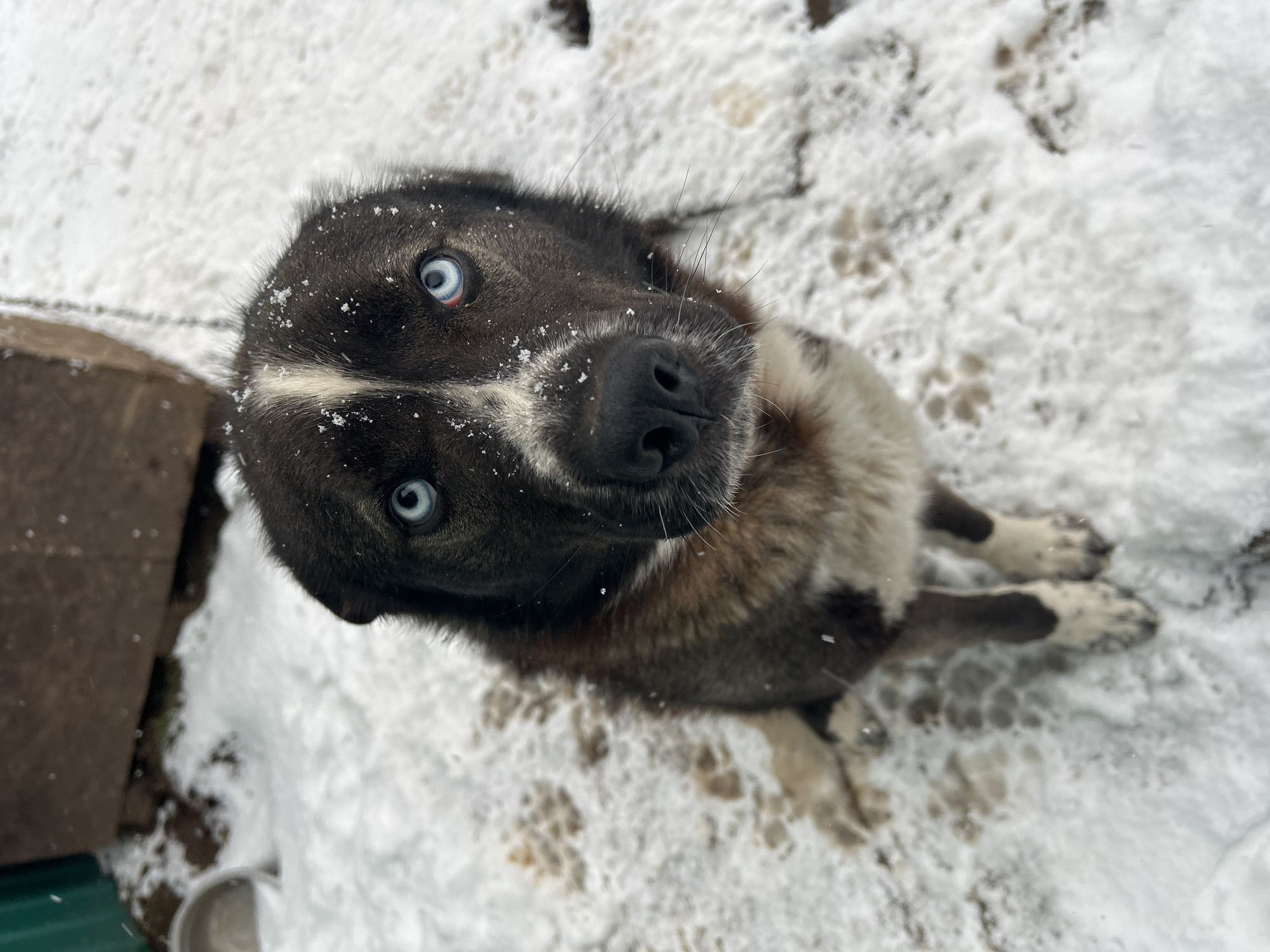A close-up, high-angle shot of a dog with blue eyes in the snow. The dog has dark fur with white markings on its face and is looking up at the camera. Snowflakes are visible on the dog's fur. The background shows a snowy ground with paw prints, and part of a building is visible on the left side. The location is possibly in Фоки, Russia, based on the user's prompt.