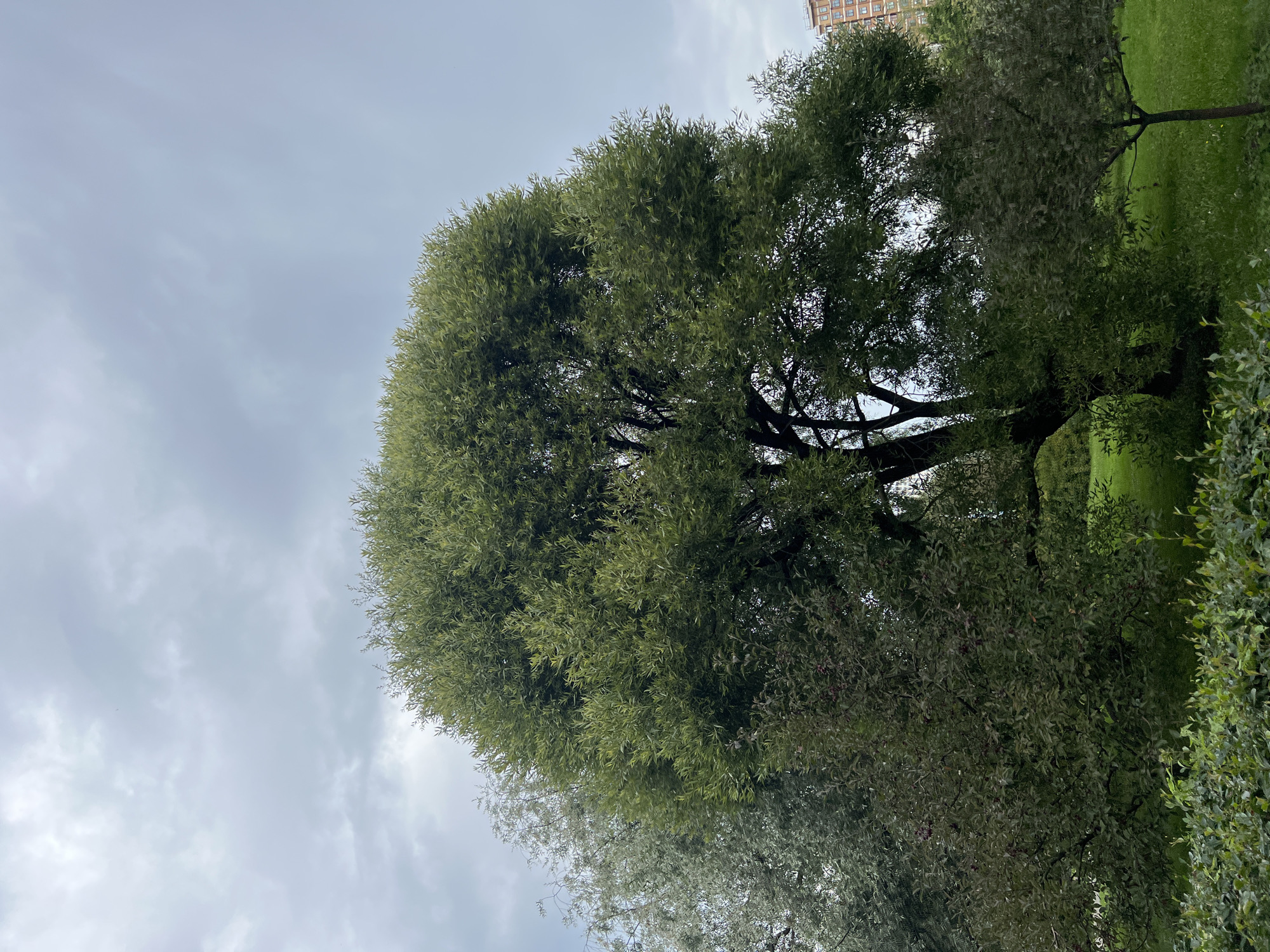 An outdoor, vertical, medium shot captures a large, dense willow tree with green foliage under a cloudy, gray sky. The tree dominates the center and right side of the frame. To the left of the willow, a slender, silvery-leaved tree stands. In the foreground, a low, manicured hedge runs horizontally across the bottom of the image. Behind the trees, a patch of green grass is visible, and on the far right, a multi-story brick building with balconies is present. The scene appears to be in a park or urban green space in Moscow, Russia. There are no people visible in the image.