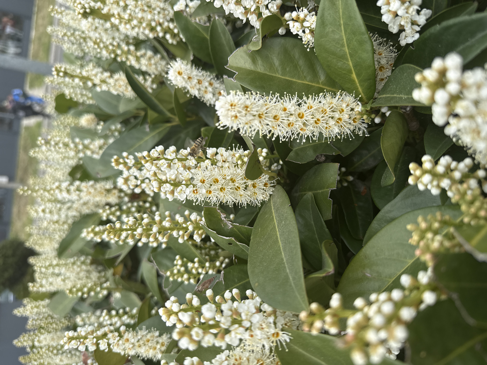 The image depicts a close-up view of a shrub with glossy green leaves and numerous elongated clusters of white flowers. A single bee is visible on one of the flower clusters. The background is blurred, suggesting an urban environment. The location is Unknown, Unknown.