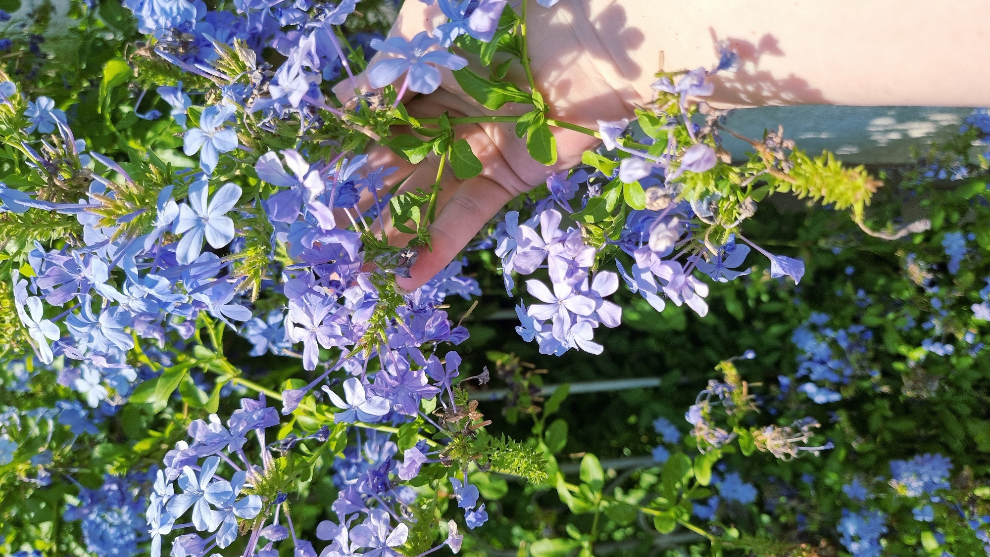 A close-up, eye-level shot captures a cluster of vibrant blue plumbago flowers in bloom, with a person's hand gently touching one of the stems. The background is filled with more of the same blue flowers and lush green foliage, suggesting a garden or natural setting. The lighting indicates a sunny day, casting soft shadows on the hand and the surrounding flowers. The image is focused on the flowers and the hand, with the background appearing slightly out of focus, creating a shallow depth of field. The scene is likely set in Castelló d'Empúries, Spain, a region known for its beautiful floral landscapes, particularly during the blooming season.