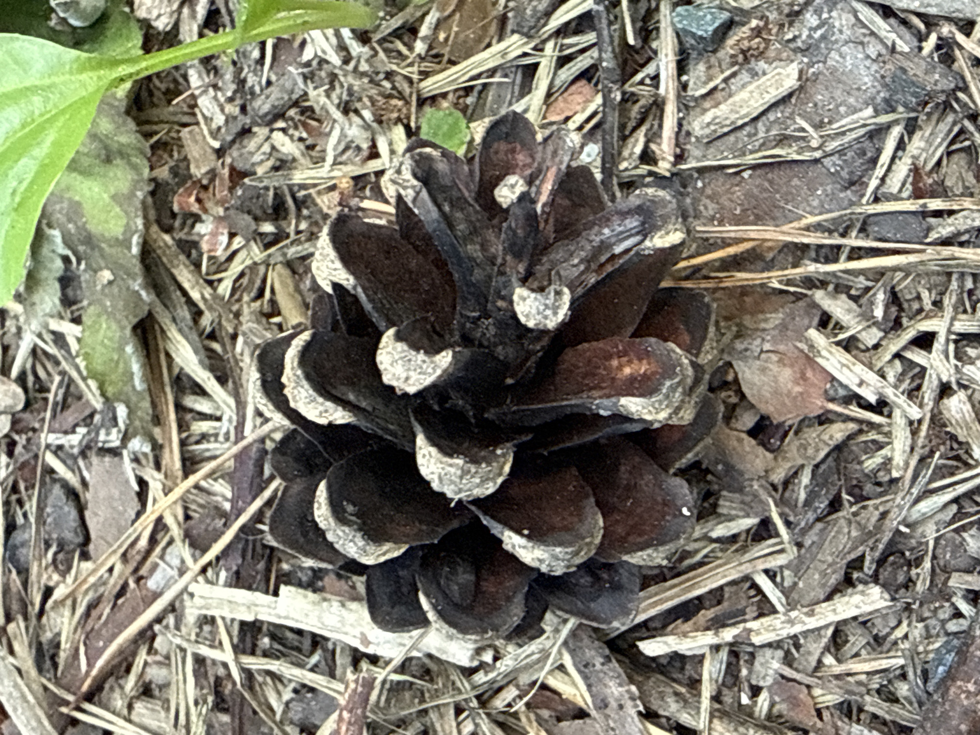 The image is a close-up, eye-level shot of a dark brown pinecone resting on a bed of pine needles and wood chips. The pinecone is centrally located and appears to be dry, with its scales slightly opened. Some of the scale tips have a lighter, almost white, coloration. Surrounding the pinecone, the ground is covered in a mix of dried pine needles, small pieces of bark, and wood chips. In the upper right corner of the image, a vibrant green leaf and stem from a plant are visible, extending into the frame. The lighting suggests it is daytime, with natural light illuminating the scene. There are no people or animals present in the image. The setting appears to be outdoors, possibly a park, garden, or forest floor. The image is undated and no specific location within Novosibirsk, Russia can be determined from the visual information provided.