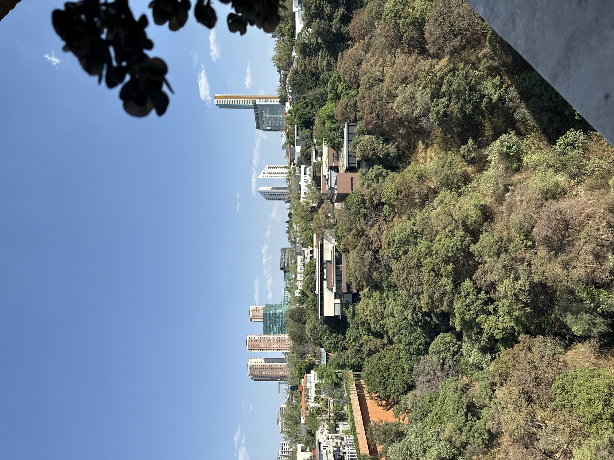 The image, correctly oriented, displays a wide panoramic view from a high vantage point, showcasing a striking blend of urban development and extensive natural green spaces under a clear blue sky. A few wispy white clouds are scattered across the bright sky, indicating sunny weather, likely mid-morning or early afternoon.
In the foreground and to the left, a dense, hilly forest dominates, characterized by a rich tapestry of green and brownish foliage, suggesting a diverse ecosystem or seasonal variation in the trees. The terrain appears rugged and natural.
Emerging from and intertwining with this natural landscape are numerous urban structures. Several modern high-rise buildings, some with prominent glass and concrete designs, are visible in the mid-ground, with one notably tall skyscraper featuring distinct golden vertical elements. Alongside these taller structures, various lower-rise buildings, possibly residential or smaller commercial properties, are nestled among the trees. A construction crane can be seen in the distance, suggesting ongoing development.
The top right corner of the image shows a blurred, dark gray angular structure, possibly a balcony or architectural element from where the photograph was taken. The top left features blurred dark foliage, likely tree branches, partially framing the scene. There are no people or specific activities captured, nor is any text visible. The scene depicts a modern urban environment, identified as Mexico City, in harmony with or encroaching upon its surrounding natural, forested hills.