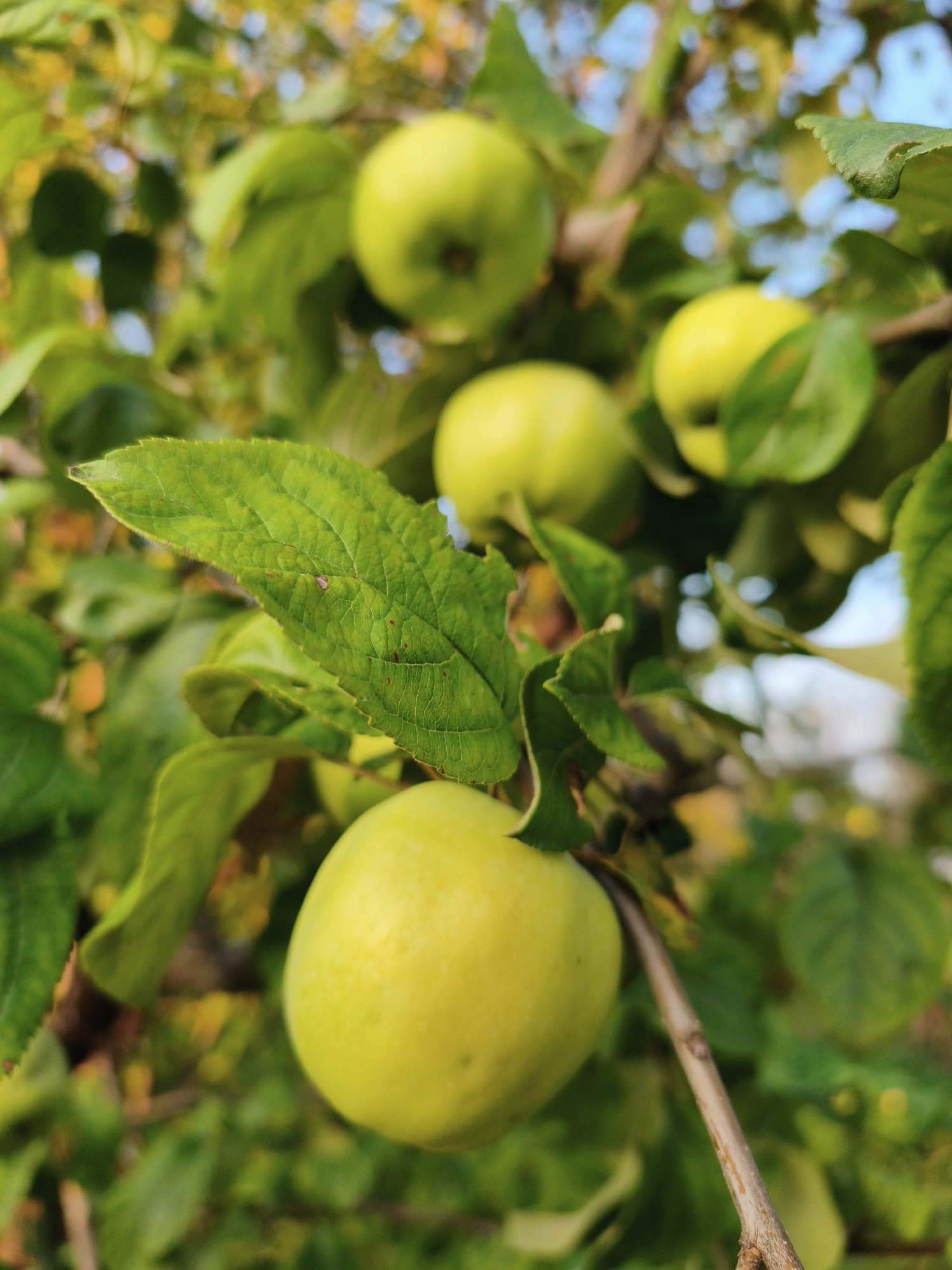 A close-up shot captures a cluster of unripe green apples hanging from a tree branch. The apples are a pale yellow-green, and some have a slight blush of red. They are surrounded by lush green leaves, some of which are also in focus. The background is softly blurred, showing more foliage and hints of sky. The image is taken from a low angle, looking up at the apples. The lighting suggests it is daytime, with sunlight dappling through the leaves. No people or man-made structures are visible.