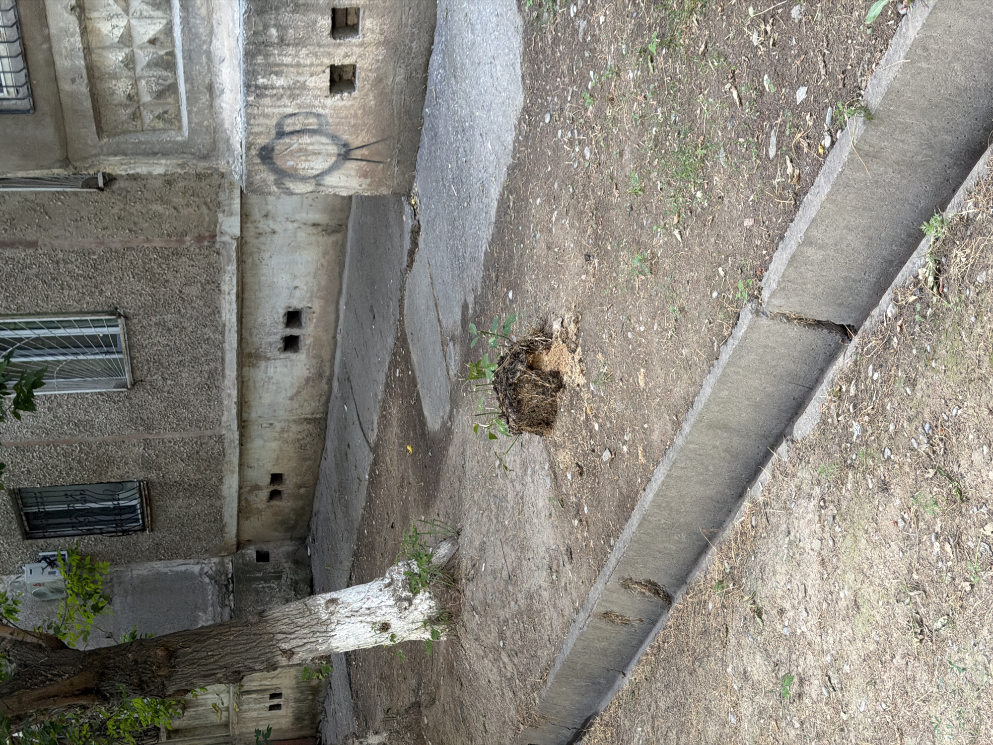 A tree stump with a small plant growing out of it sits on a dirt patch next to a concrete drainage ditch. In the background, a weathered concrete building features multiple windows, some with protective bars, and air conditioning units on its facade. Graffiti, a circular design with radiating lines, is visible on the lower section of the building. The scene appears to be in a residential area of Shymkent, Kazakhstan, likely an urban courtyard or side street.