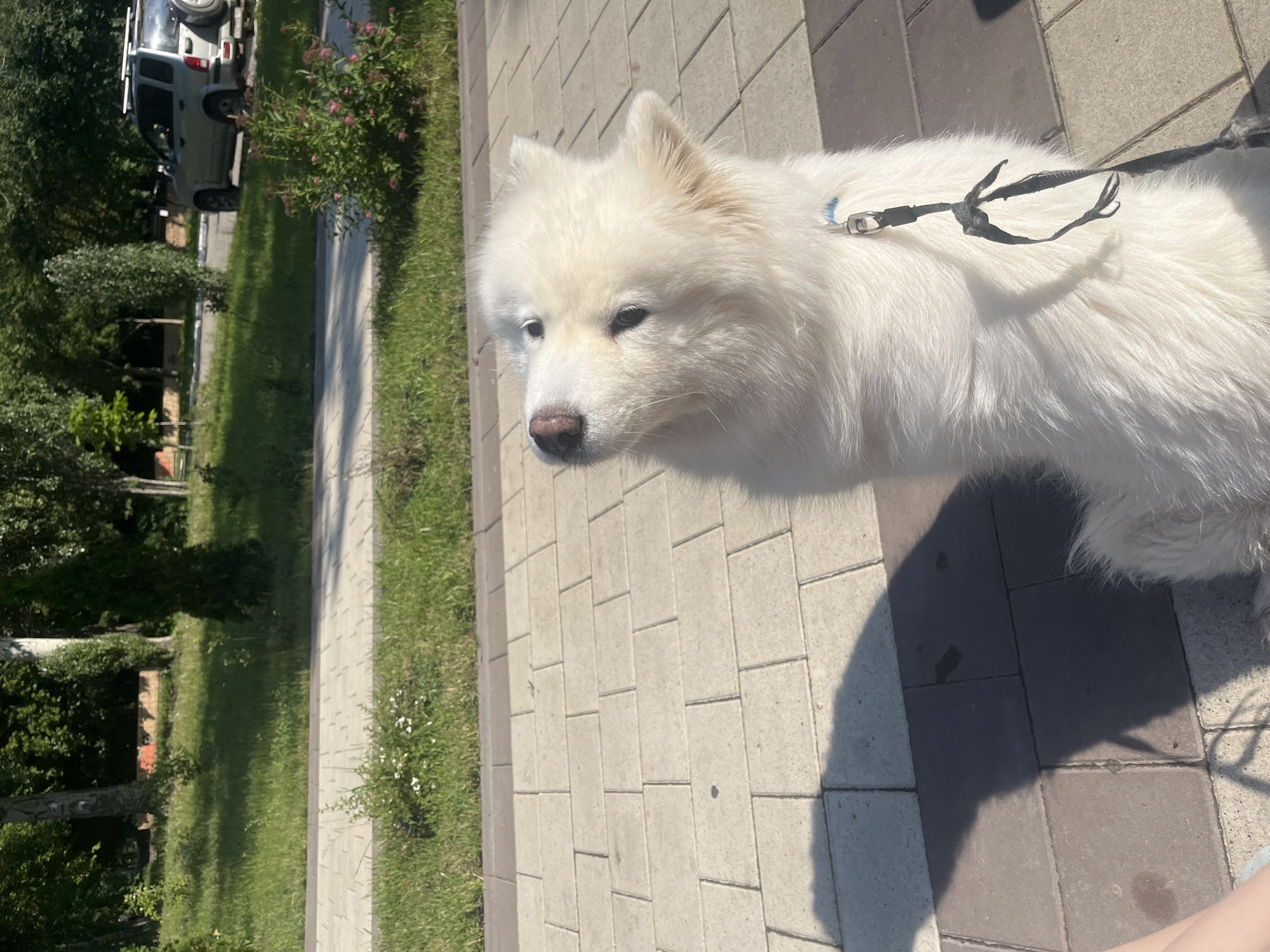A white fluffy dog with a black leash is sitting on a paved walkway in an outdoor setting. The dog is looking upwards and to its left. The walkway is made of light-colored rectangular bricks. Behind the walkway, there is a strip of green grass with some small white flowers and then a line of trees. In the background, a silver SUV is parked on what appears to be a road. The sun is shining, casting a shadow of the dog on the walkway. The scene appears to be a park or a public walkway.