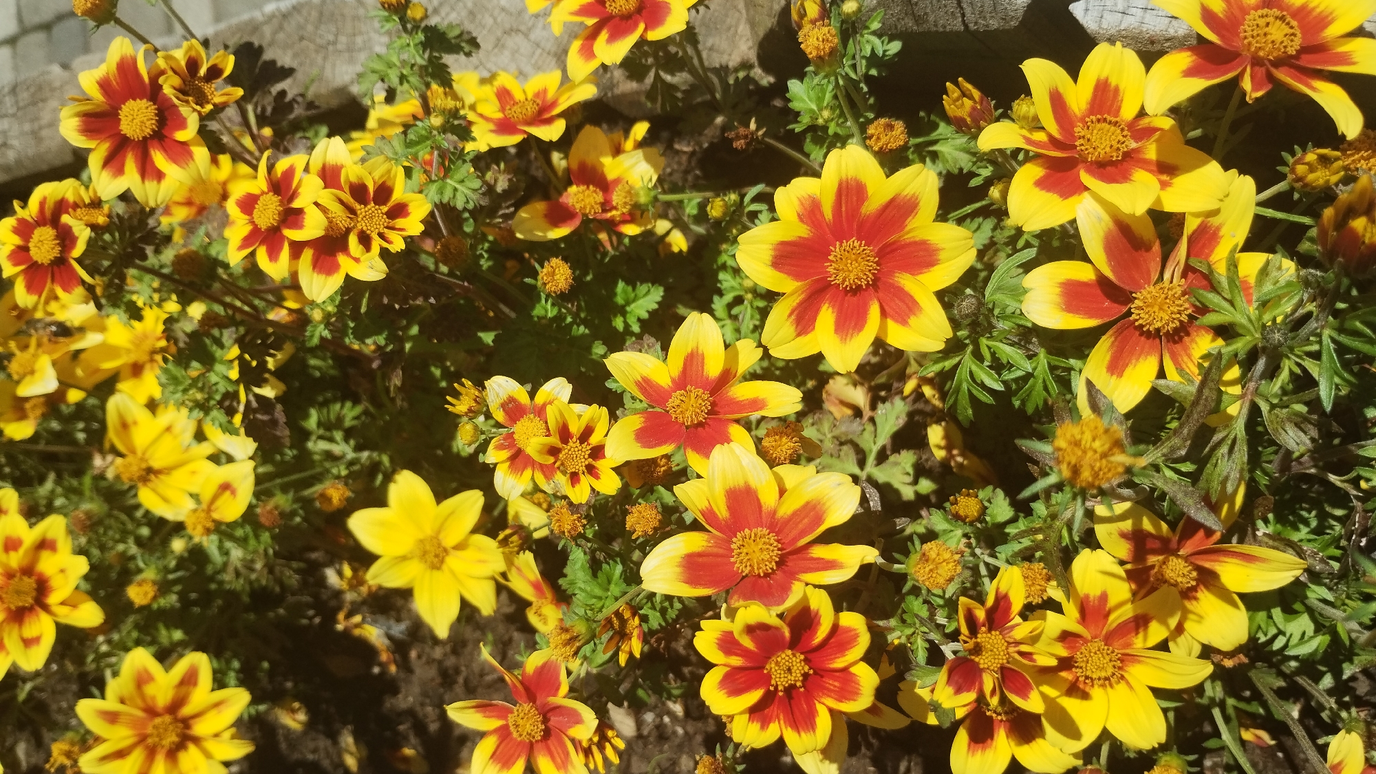The image shows a close-up, overhead view of a cluster of yellow and red flowers, likely in a garden setting. The flowers have distinct petals with a red center that transitions to yellow at the tips. Many of the flowers are in full bloom, while others appear to be buds. The surrounding foliage is green and appears healthy. In the upper left of the image, a weathered wooden structure is visible, suggesting it might be part of a fence or border. The lighting indicates it is daytime, with sunlight illuminating the flowers and casting some shadows. The overall impression is one of natural beauty and vibrant colors, typical of a sunny day in a garden. There is no visible text in the image. The location context provided is Mizhhirya, Ukraine.