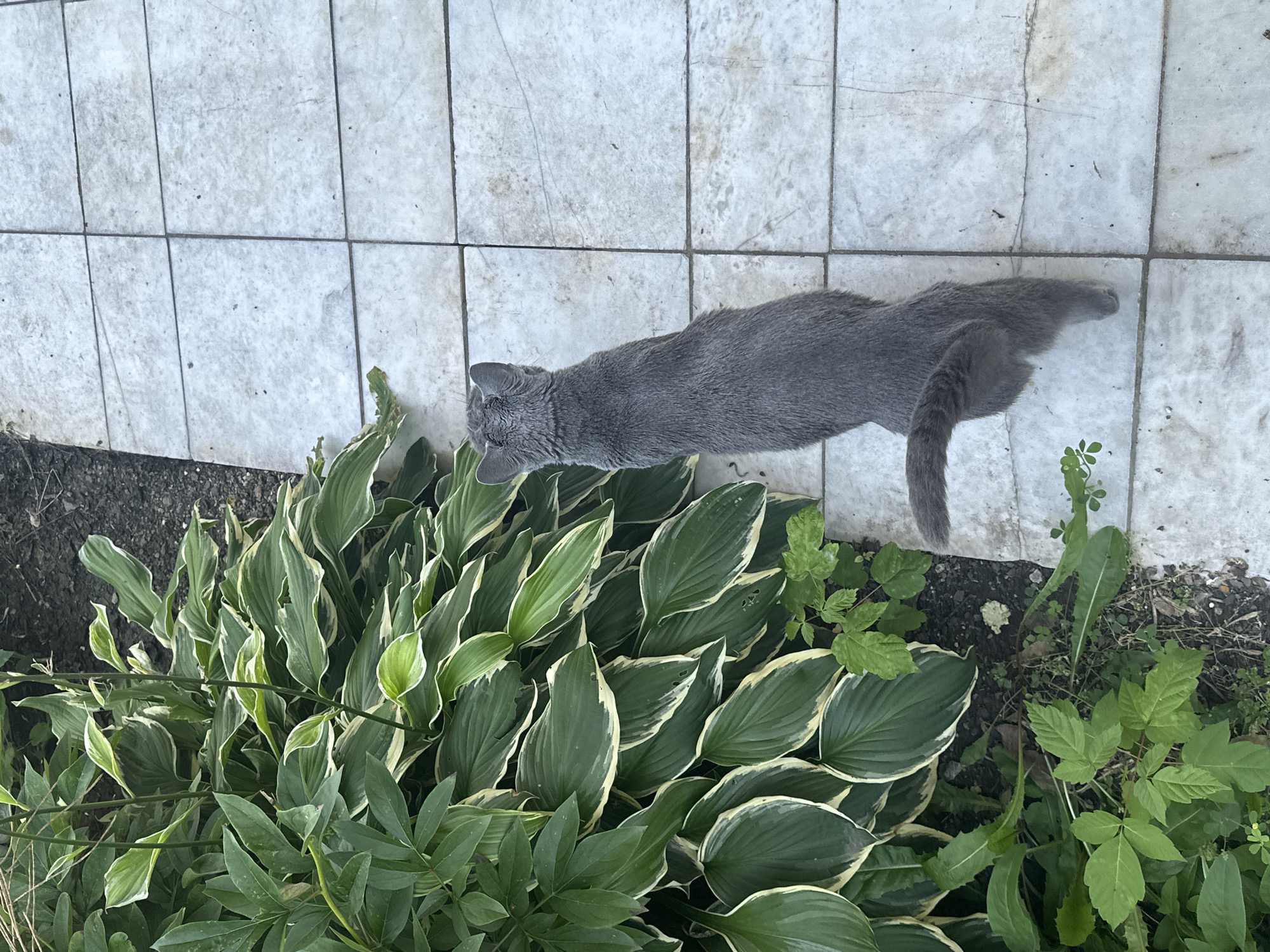 An overhead, eye-level shot shows a gray cat standing on a tiled patio next to a bed of hosta plants. The cat is facing away from the camera, looking towards the plants. The patio is made of light gray square tiles with dark grout lines. The hosta plants are lush and green, with some of the leaves having variegated white edges. The ground around the plants is covered in dark soil and mulch. The scene is outdoors, and the lighting suggests it is daytime. There are no people or other animals visible in the frame. The environment appears to be a garden or backyard area.