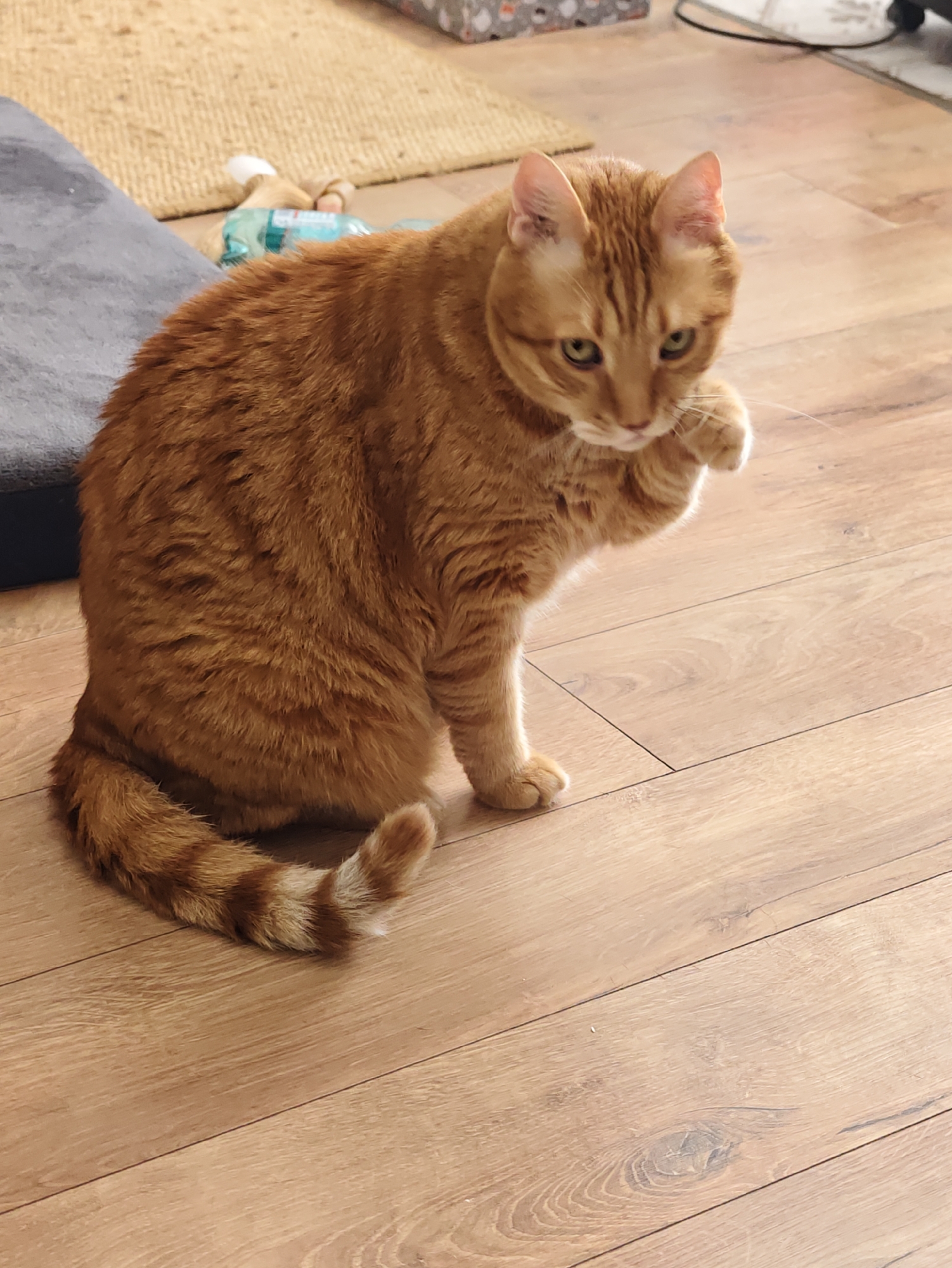 An orange tabby cat with green eyes sits on a wooden floor, lifting its right paw. The cat's tail, striped with darker orange, rests on the floor. In the background, a gray pet bed is partially visible to the left, and a woven rug with a white and green object lies further back. The scene appears to be indoors, in a residential setting, possibly in Petah Tikva, Israel.