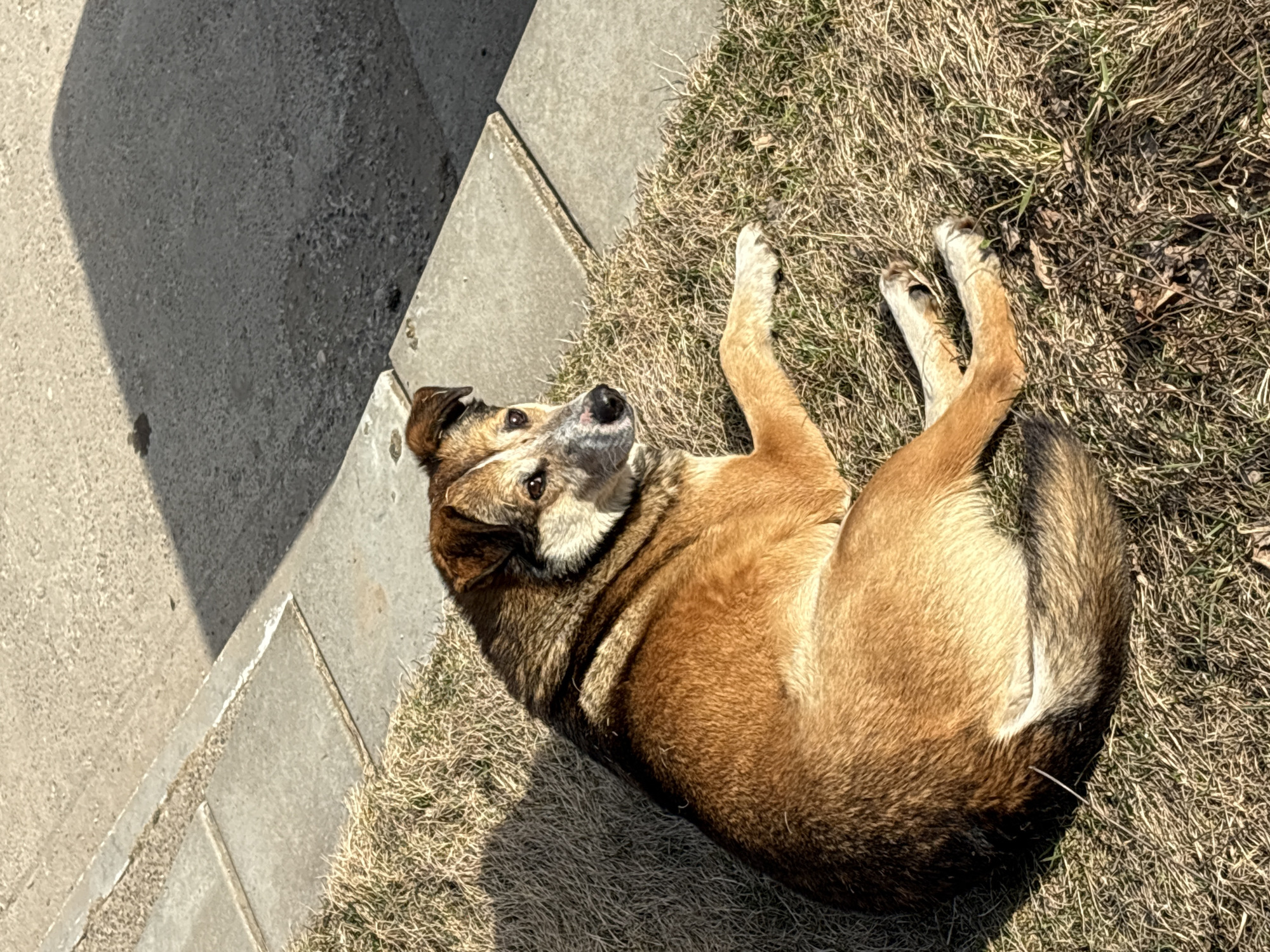 A medium-sized, short-haired dog is captured lying curled on a patch of dry, sparse grass. The dog, likely a mixed breed, features a coat of predominantly brown and tan fur, accented by lighter markings on its chest, face, and paws. Its tail and sections of its back display darker fur. It rests on its left side, with its front paws tucked under and its back paws extended. The dog's head is tilted slightly upwards, gazing directly towards the viewer with a gentle, curious expression. Its dark snout and open eyes are prominent, along with a light-colored collar encircling its neck.
The scene is set outdoors in Chaikovsky, Russia, alongside a concrete path or sidewalk, with a darker asphalt surface visible next to it. Bright sunlight illuminates the area, creating distinct shadows, including a noticeable shadow from the photographer or an unseen object cast upon the asphalt. The grass appears dry and yellowish-brown, suggesting either an early spring, late autumn, or dry summer period. No people or visible text are present in the image. The overall atmosphere conveys a peaceful and serene moment of the dog resting comfortably in the sun.