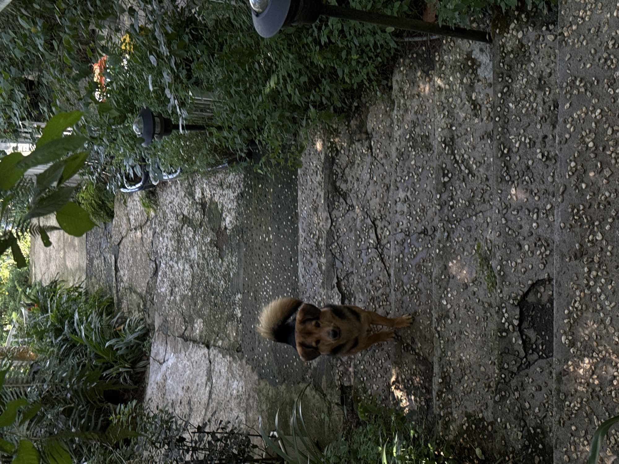 A medium-shot, high-angle view captures a medium-sized dog with brown and black fur standing on a cracked concrete pathway leading uphill, flanked by lush greenery. The dog, facing the camera, has alert ears and a bushy tail. The pathway is textured with embedded pebbles, and water droplets suggest recent rain or dampness. Two black solar-powered garden lamps with translucent tops are visible on the right side of the pathway, interspersed with dense foliage. In the background, the pathway curves and disappears into the greenery, hinting at a secluded or garden-like setting. The overall atmosphere is natural and serene, with dappled sunlight filtering through the leaves. The scene appears to be a pathway within a residential area or garden, potentially in Da Lat, Vietnam, a city known for its French colonial architecture, gardens, and hilly terrain.