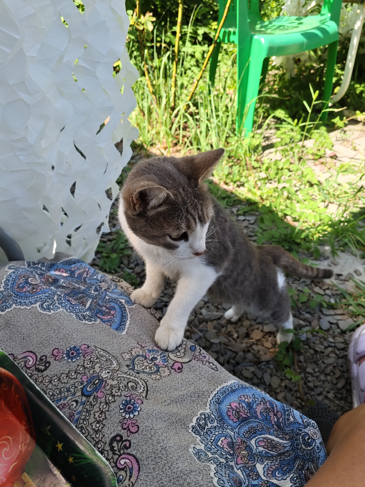 In Rostov-on-Don, Russia, a grey and white cat stands on a patterned fabric surface, its paws slightly extended. The cat is looking down and to its left. Behind the cat, a green plastic chair is visible in the background, along with lush green foliage and dappled sunlight on a gravelly surface. A white decorative netting is positioned to the left of the cat. To the right, a person's legs and foot wearing a light-colored sandal are visible. The fabric the cat is on has a paisley-like pattern with shades of blue, pink, and grey.