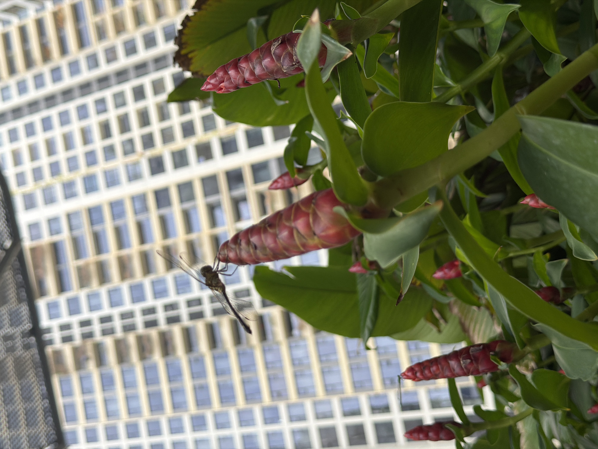 A dragonfly is perched on top of a red, cone-shaped flower stalk in the foreground of the image, with a tall, modern building with many windows in the background. The building appears to be made of light-colored concrete and glass, and it is set against a bright, possibly overcast sky. The flower stalk is surrounded by lush green leaves, and other similar red flower stalks are visible in the background. The perspective of the image is a low-angle shot, looking up at the dragonfly and the building.