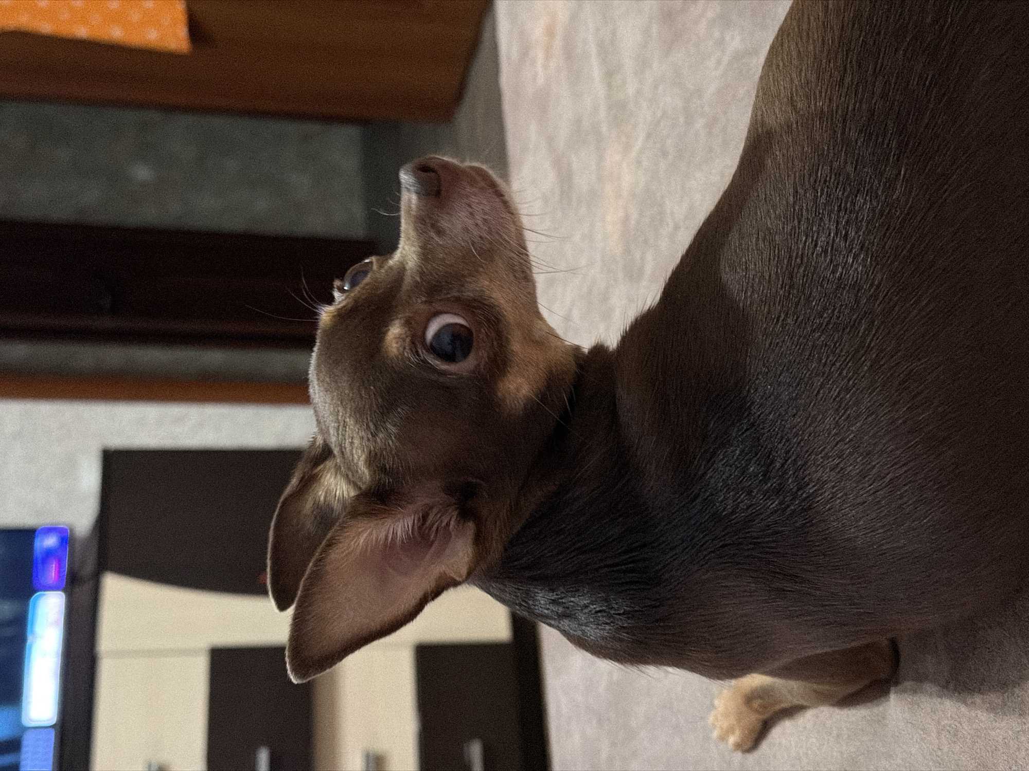 A close-up, low-angle shot captures a small, brown dog looking upwards and to the left. The dog's ears are large and floppy, and its eyes are wide and attentive. Its snout points slightly upwards, with a few wisps of white whiskers visible. The dog's fur is short and appears to be a solid brown color. The background is blurred, but suggests an indoor setting with a textured, light-colored surface, possibly a blanket or couch, and hints of darker furniture or walls. The lighting appears to be artificial, casting soft shadows. The overall impression is one of curiosity or alertness from the dog.
