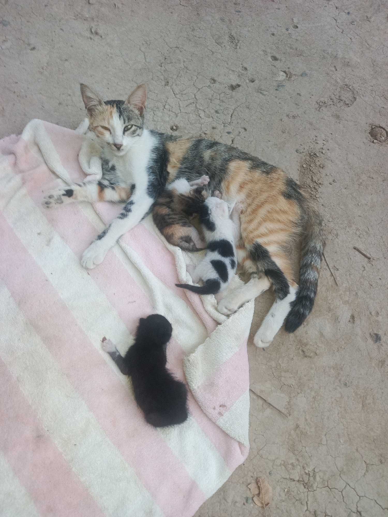 In Kumkurgan, Uzbekistan, a calico mother cat lies on a striped pink and white blanket, nursing several kittens. One black kitten lies separately on the blanket to the left. The ground beneath the blanket appears to be dry, cracked earth. The scene is outdoors, with natural lighting.