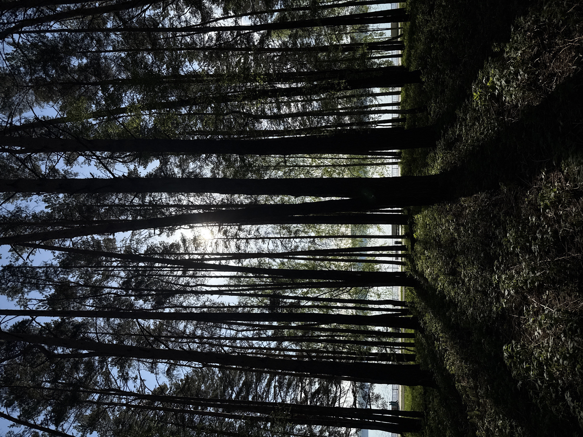 The image presents a view through a dense stand of trees, seemingly in a forest-like area. The trunks are dark and slender, appearing to be closely spaced. Above, the sky is visible through the canopy, with some bright light possibly indicating the sun. In the background, beyond the trees, there appears to be a body of water with a structure along its edge, possibly a building or fence. The right side of the image is significantly darker with vegetation, which could be undergrowth or dense bushes. It appears to be a view from a wooded area towards a lake or river with some structures visible on the opposite bank. I am unable to determine the exact location within Chaikovsky, Russia.