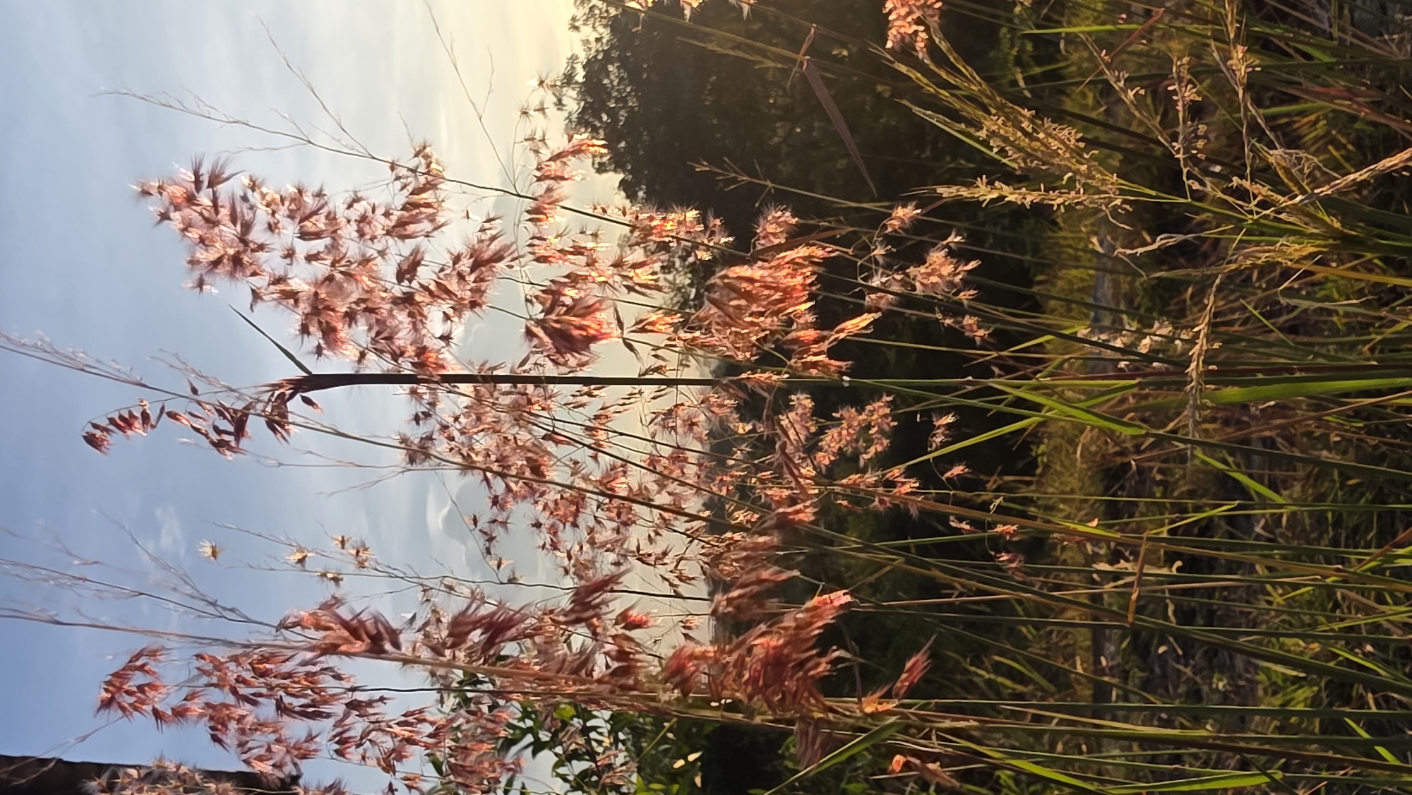 The image shows a close-up of grass and flowering plants in Lhokseumawe, Indonesia. The plants are illuminated by sunlight, with the light reflecting off of the flowering plants, casting golden highlights across the foliage. The background is a mix of sky and trees.