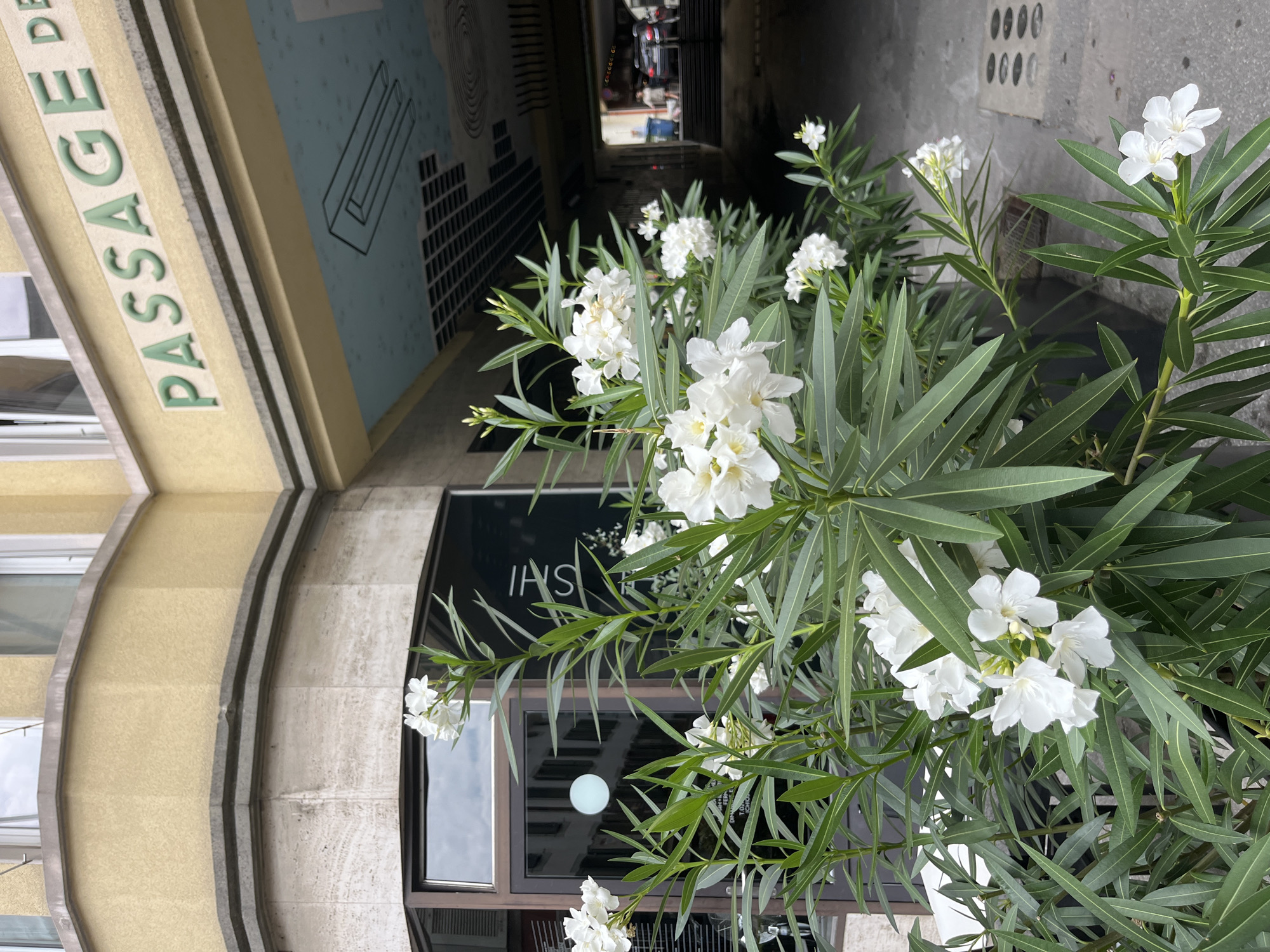 The image depicts the exterior of a building in Vevey, Switzerland, featuring an archway with the text "PASSAGE DE" visible. In the foreground, a flowering plant with numerous white blossoms and long, green leaves occupies the lower half of the frame. Behind the plant, a glass door with reflections of buildings is visible. The archway extends into a darker passage, where faint figures and vehicles can be seen. The overall scene suggests an urban environment with architectural elements and natural greenery.