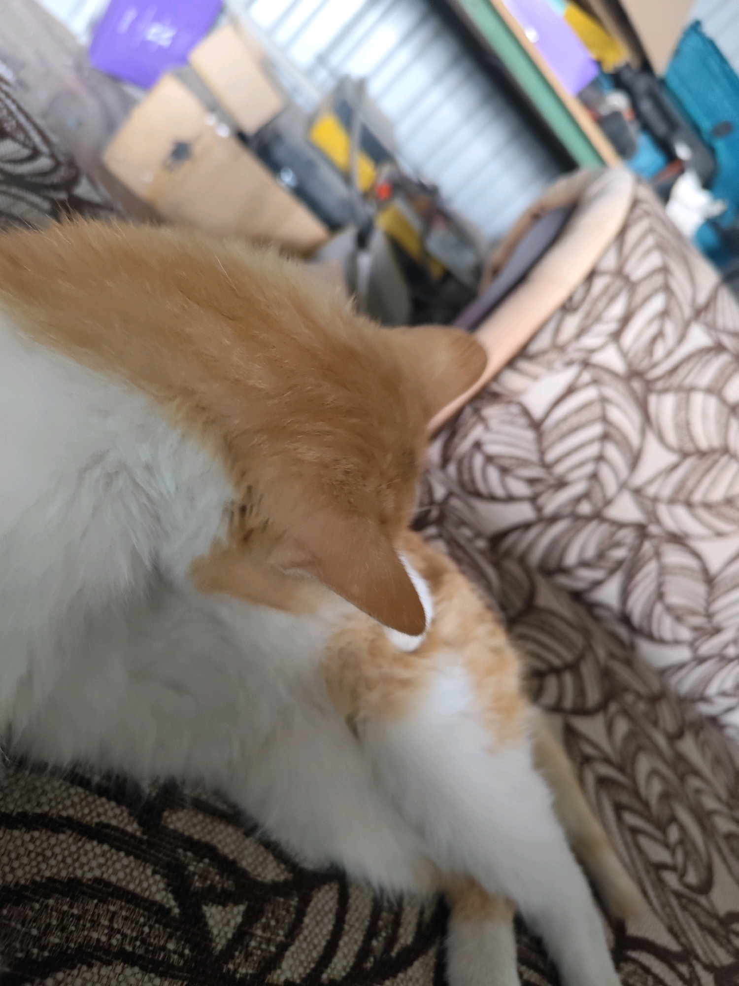 A ginger and white cat is lying on a patterned couch. The background is blurred but appears to be a storage area with various items, including boxes and possibly shelving. The image is taken from a close-up, low-angle perspective, focusing on the cat's back and side. There is no indication of the cat's presence in Balqaş, Kazakhstan.