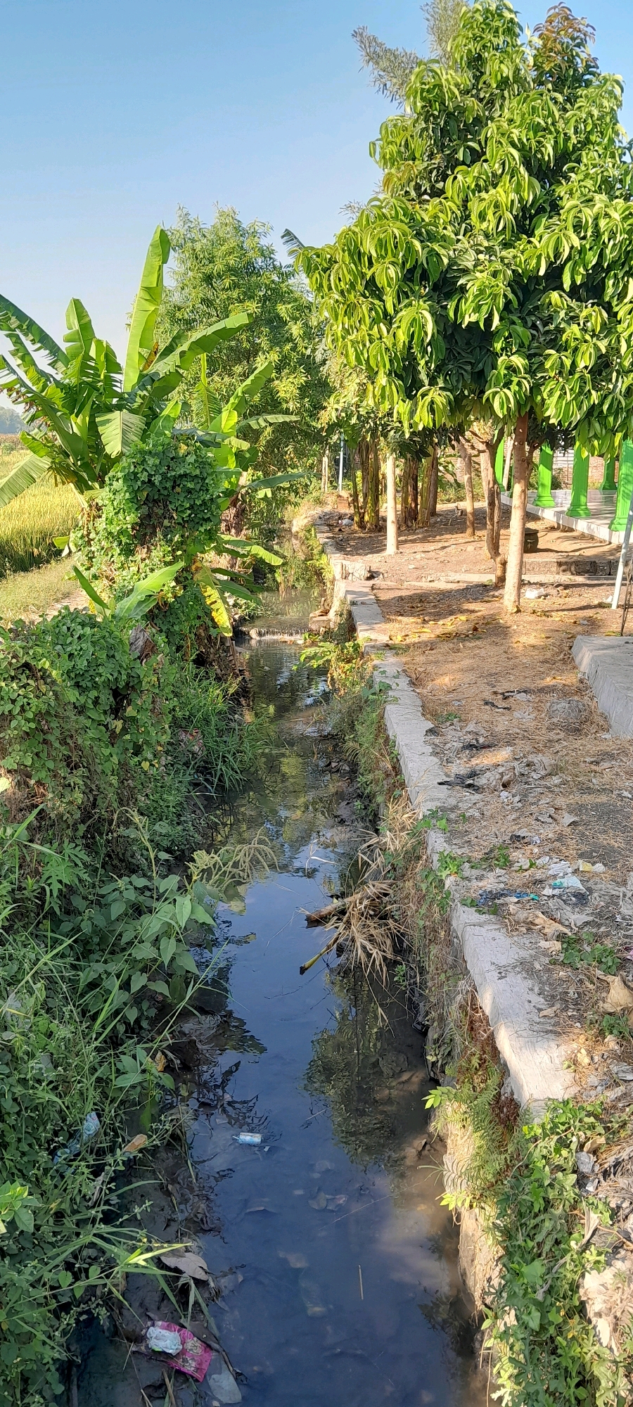 The image depicts a narrow, murky canal flowing through a vegetated area, likely in the vicinity of Bendungan, Indonesia. The canal is lined with overgrown green vegetation on the left bank, and a concrete embankment with sparse, dry vegetation and scattered litter on the right. Banana trees with large leaves are prominent on the left, with other lush green foliage forming a dense undergrowth. In the background, several trees with lighter green foliage are visible, along with what appear to be structures with green columns. The water in the canal is dark and reflects the surrounding greenery and sky. The ground on the right embankment is covered with dry leaves, dirt, and various pieces of trash, including plastic bags and wrappers. The overall impression is of a natural environment impacted by human activity and neglect. The sky is clear and blue, indicating a sunny day.
